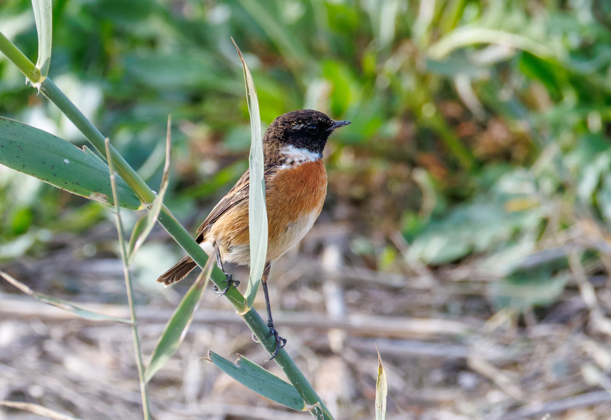 European Stonechat, El Hondo, Spain — photo by Orlando Prugel-Bennett