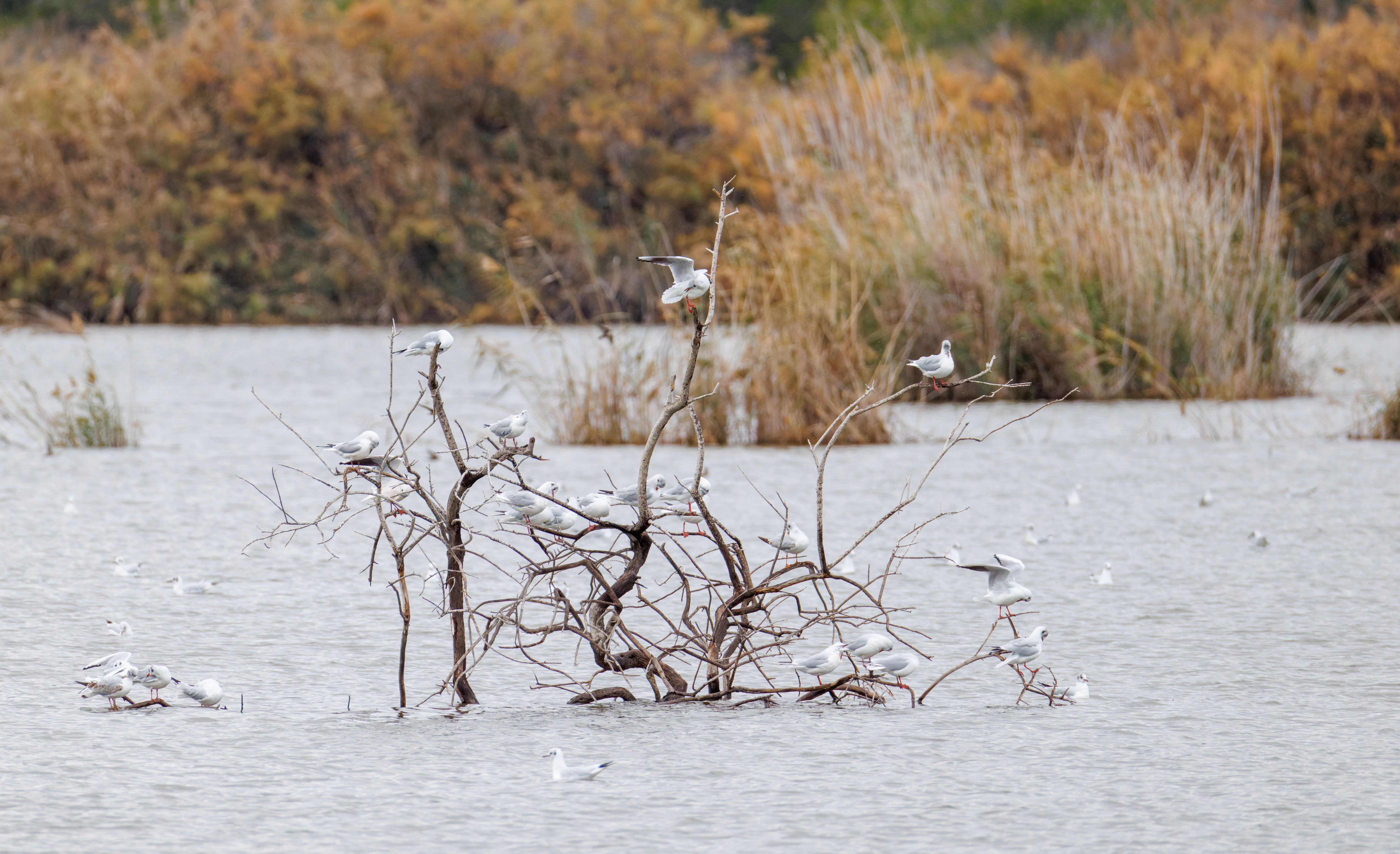 Black-headed Gulls, Clot de Galvany, Alicante, Spain — photo by Orlando Prugel-Bennett