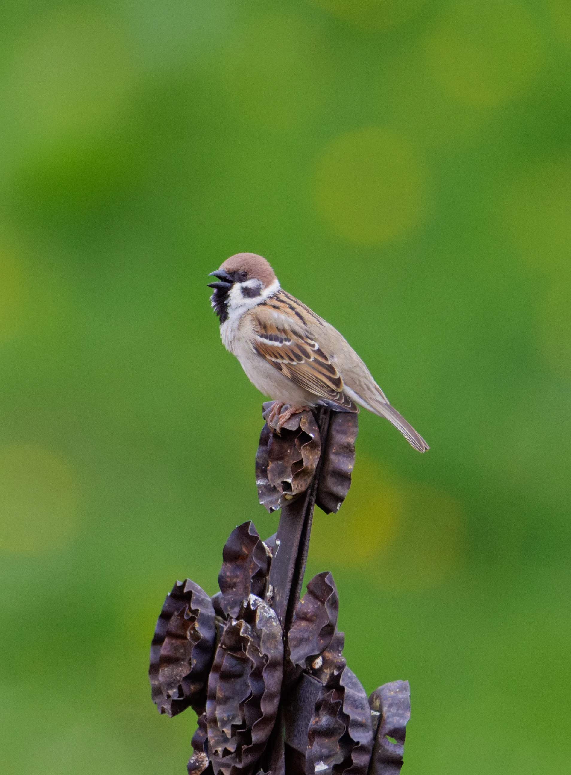 Eurasian Tree Sparrow, Transylvania, Romania — photo by Orlando Prugel-Bennett