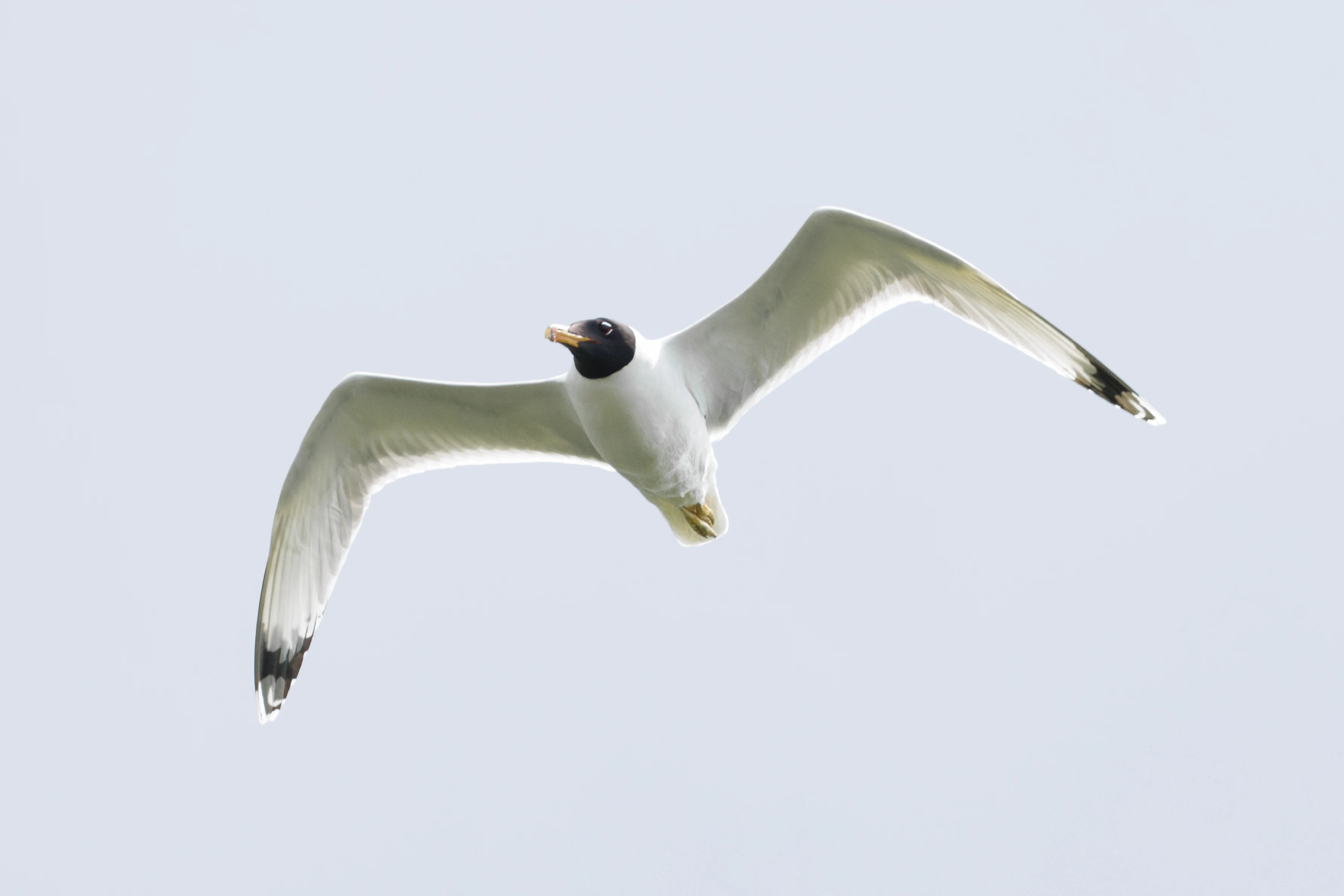 Pallas's Gull, Danube Delta, Romania — photo by Orlando Prugel-Bennett