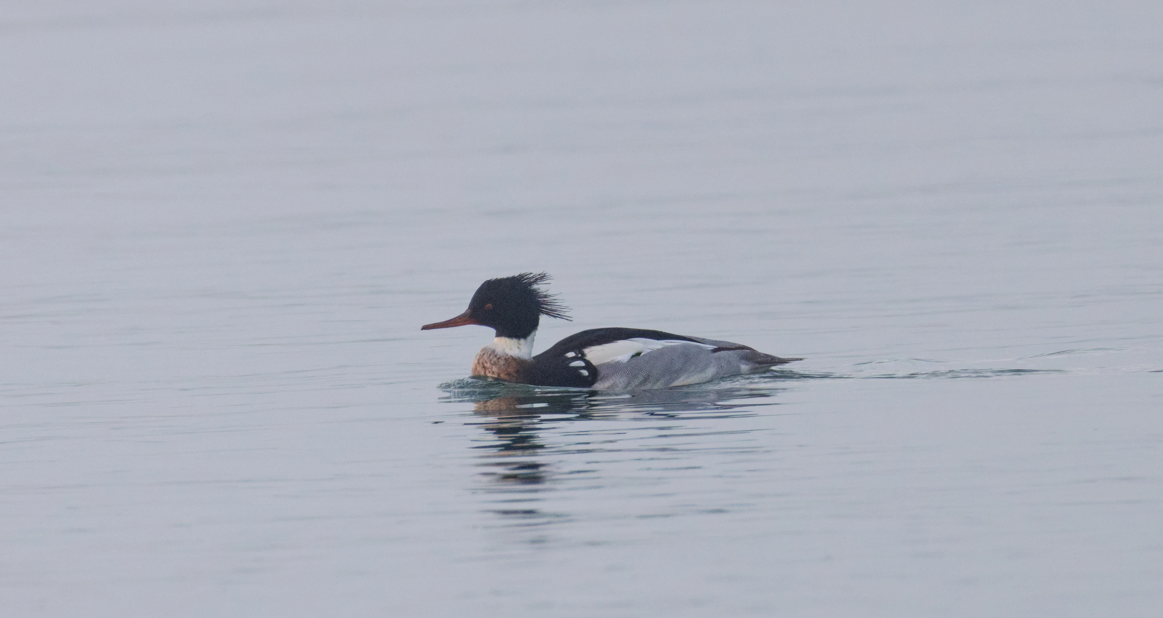 Red-breasted Merganser, Zeeland, Netherlands — photo by Orlando Prugel-Bennett
