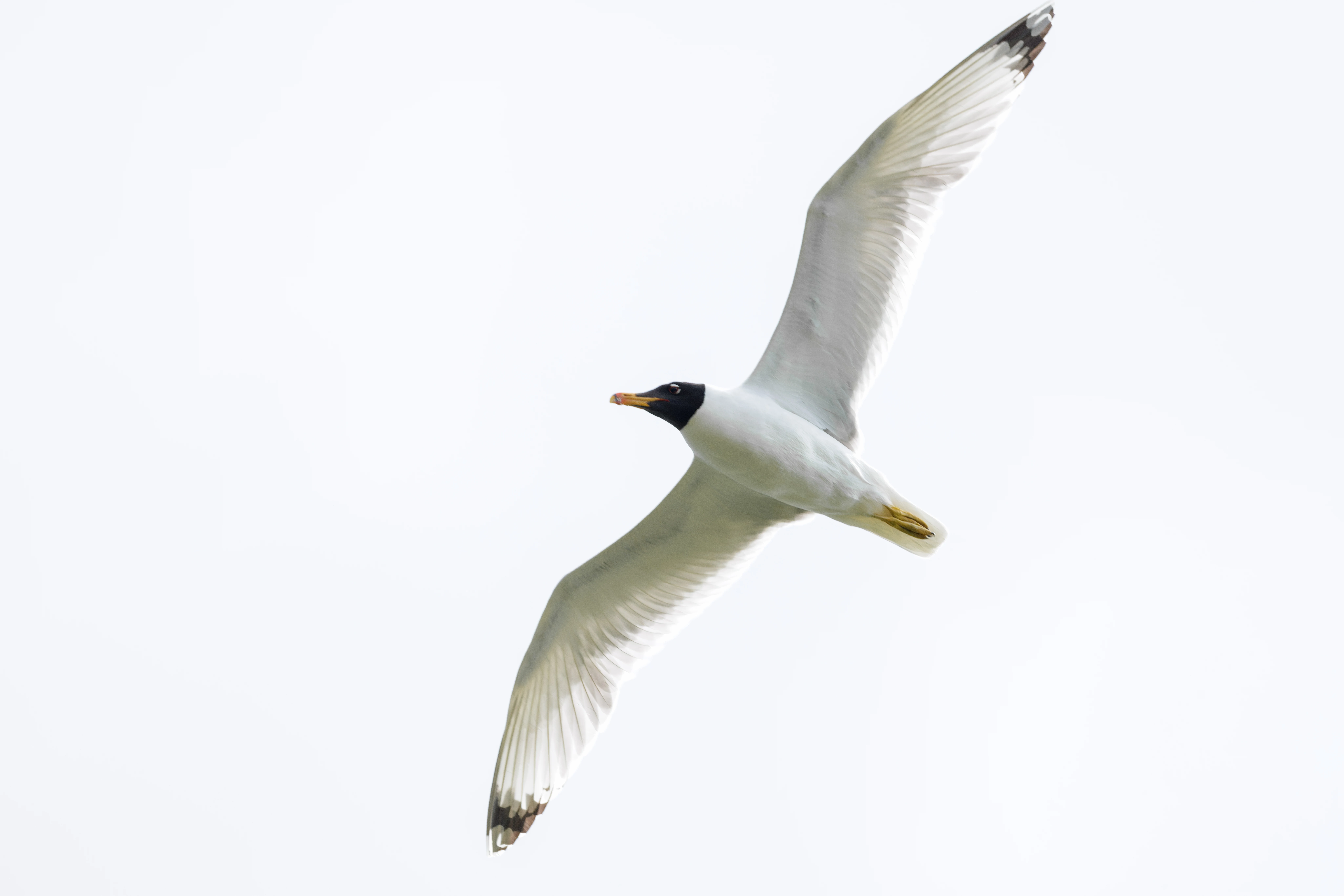 Pallas's Gull, Danube Delta, Romania — photo by Orlando Prugel-Bennett