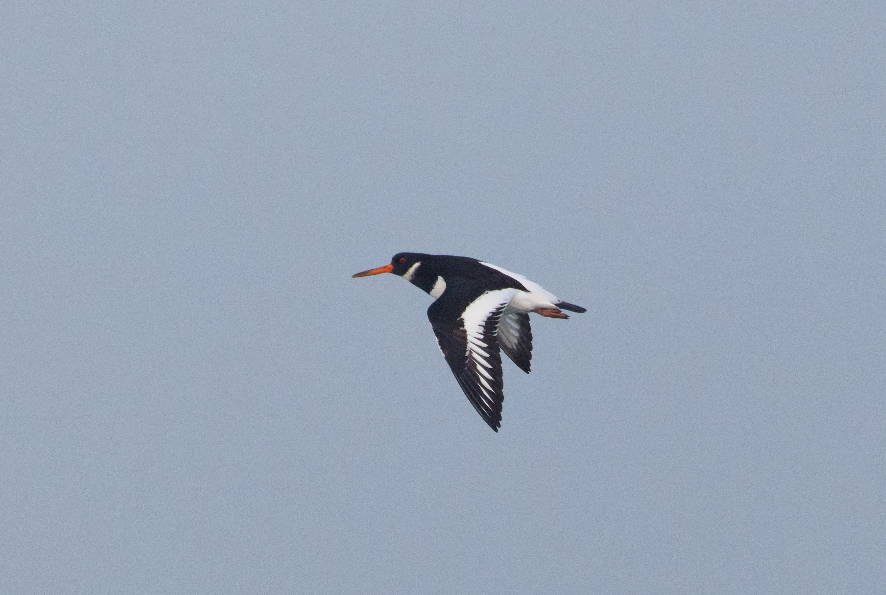Eurasian Oystercatcher, Zeeland, Netherlands — photo by Orlando Prugel-Bennett