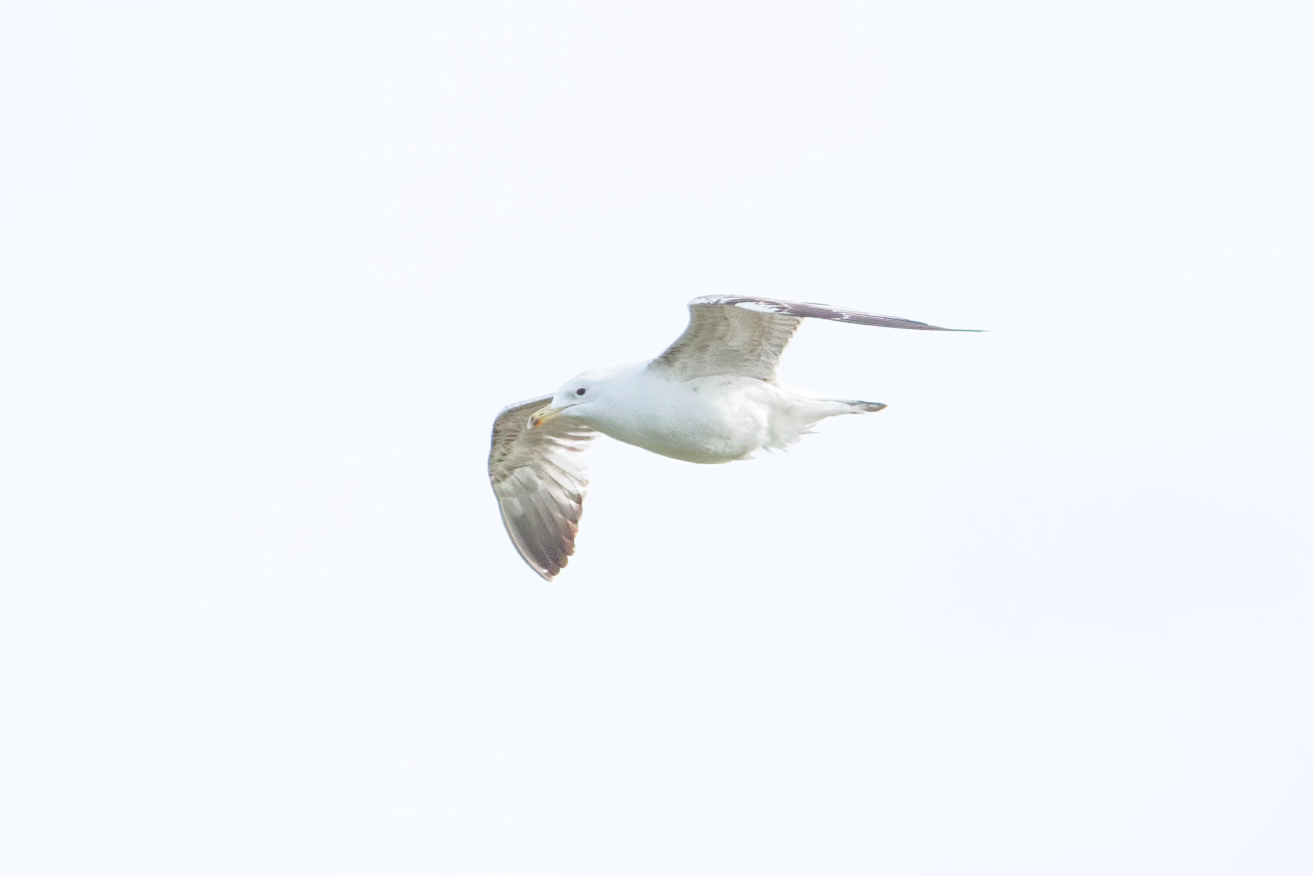Caspian gull, Danube Delta, Romania — photo by Orlando Prugel-Bennett
