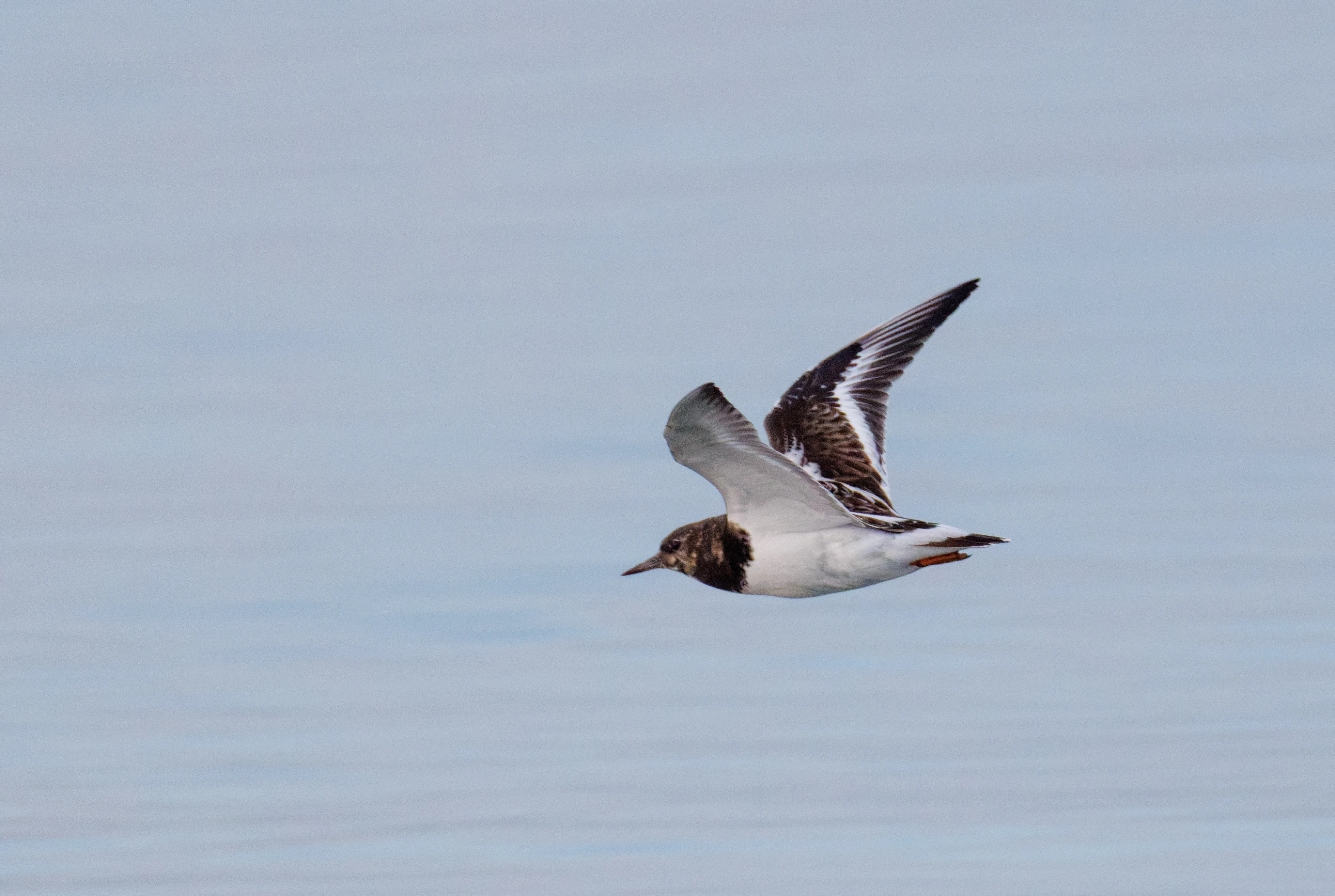 Ruddy Turnstone, Zeeland, Netherlands — photo by Orlando Prugel-Bennett