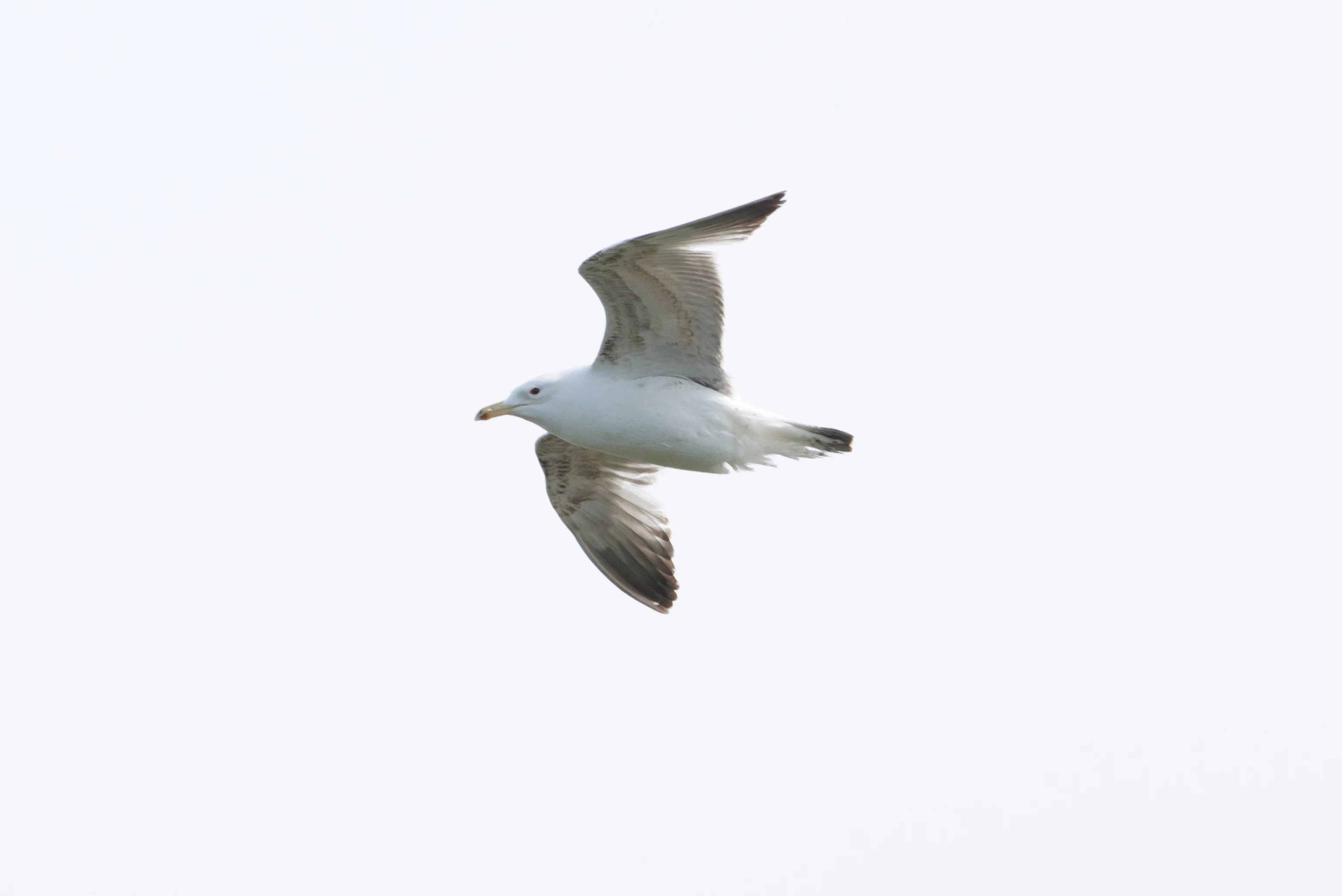 Caspian gull, Danube Delta, Romania — photo by Orlando Prugel-Bennett