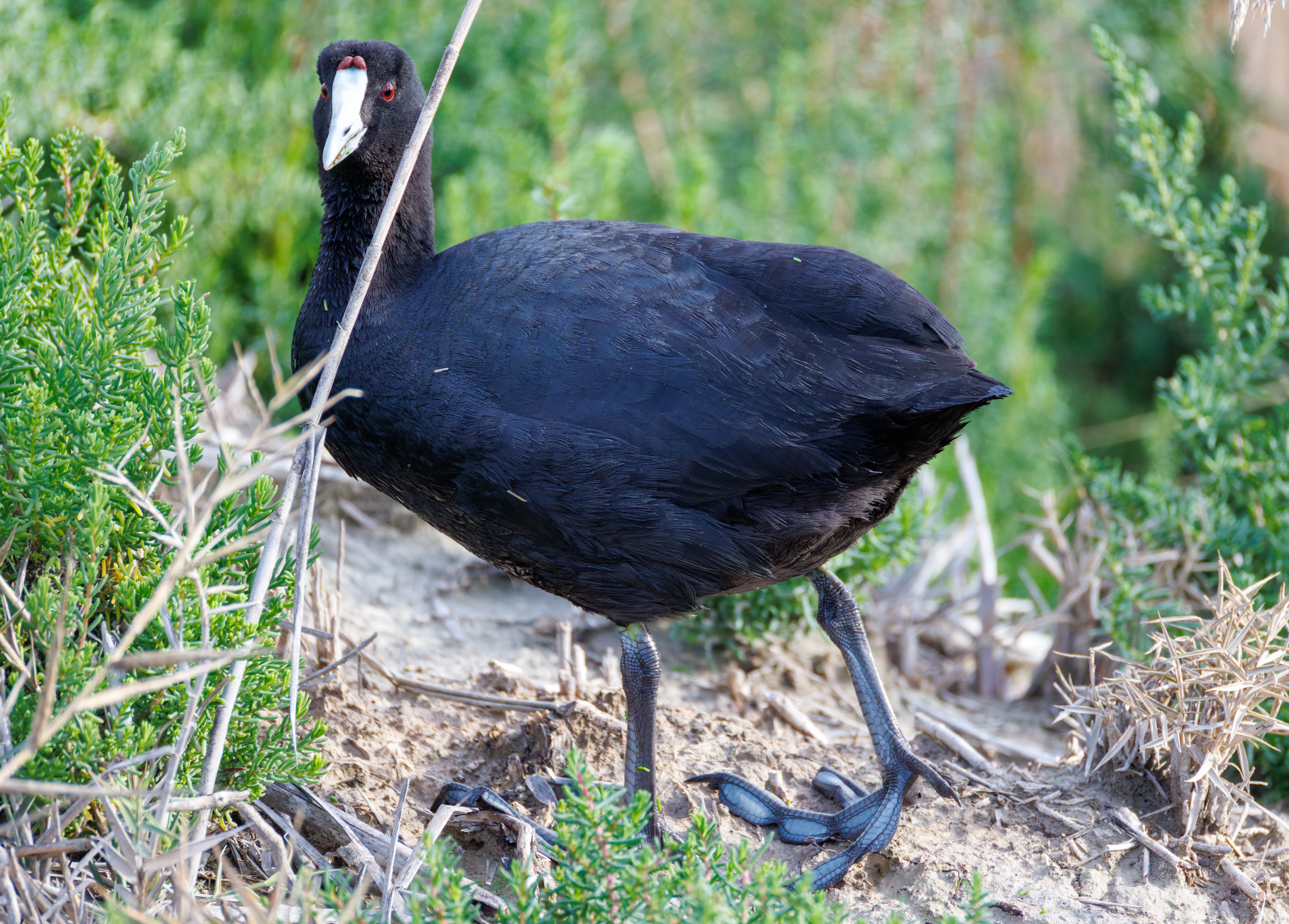 Red-knobbed Coot, El Hondo, Spain — photo by Orlando Prugel-Bennett
