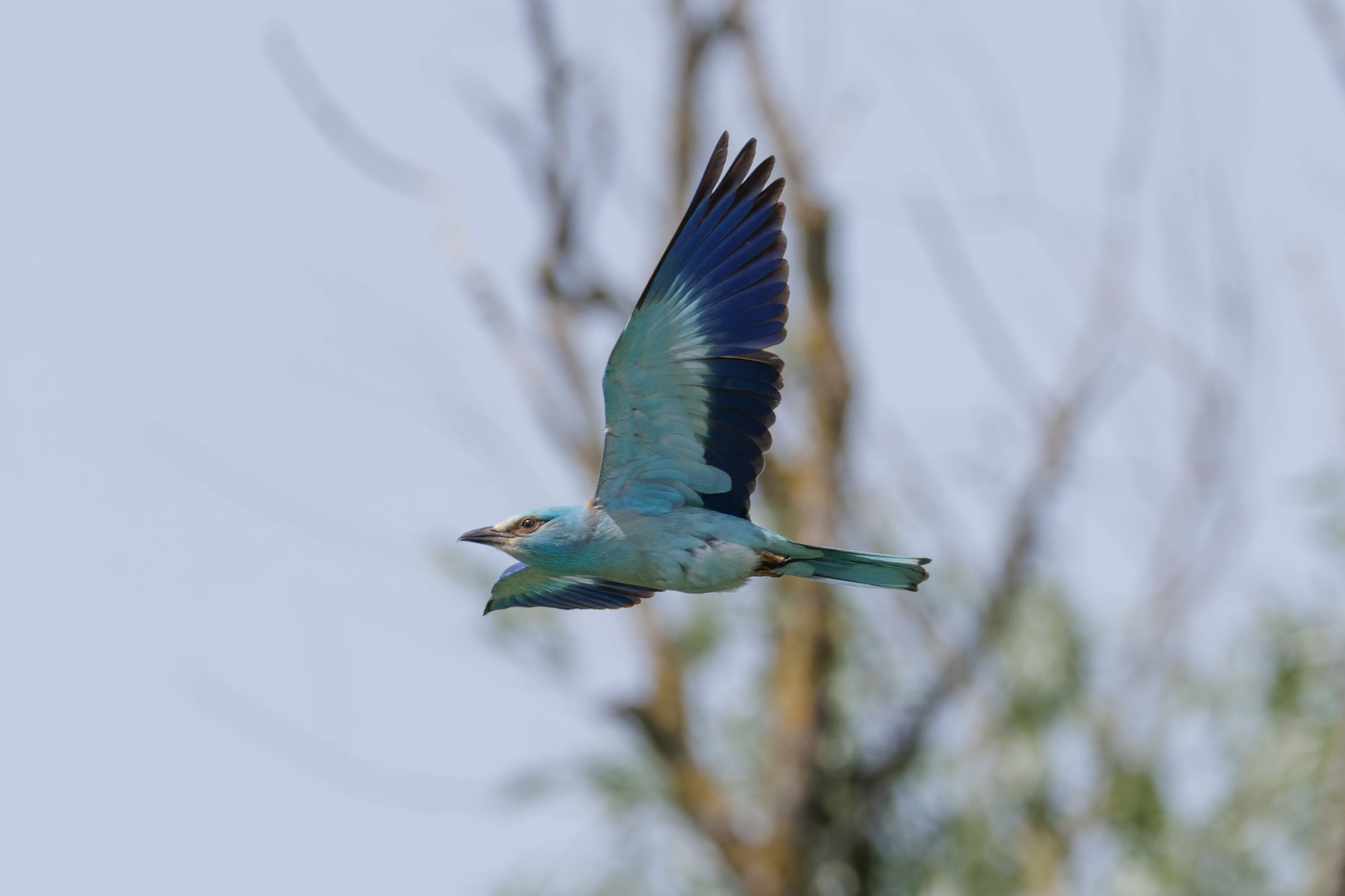 European Roller, Danube Delta, Romania — photo by Orlando Prugel-Bennett