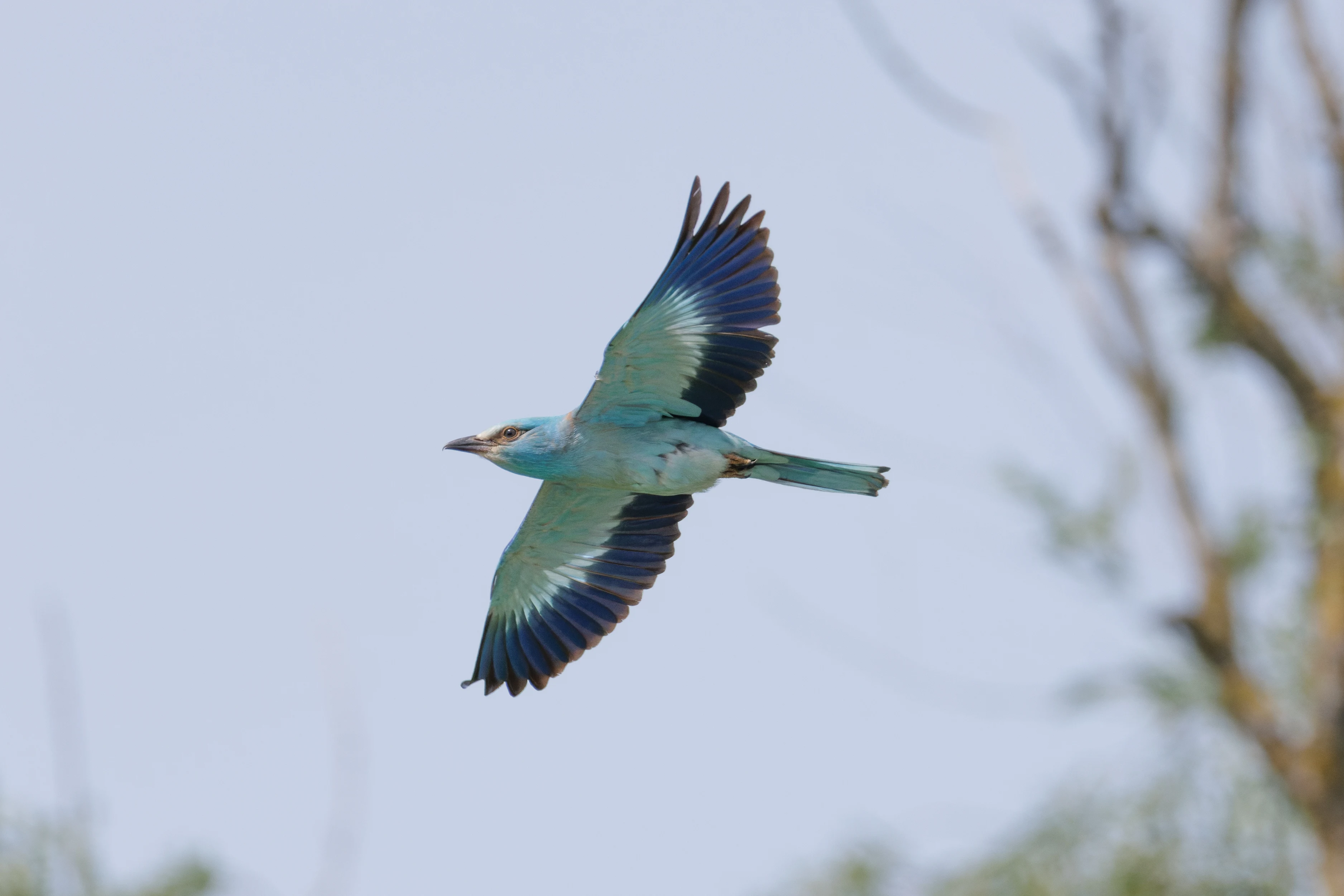 European Roller in flight, Danube Delta, Romania — photo by Orlando Prugel-Bennett