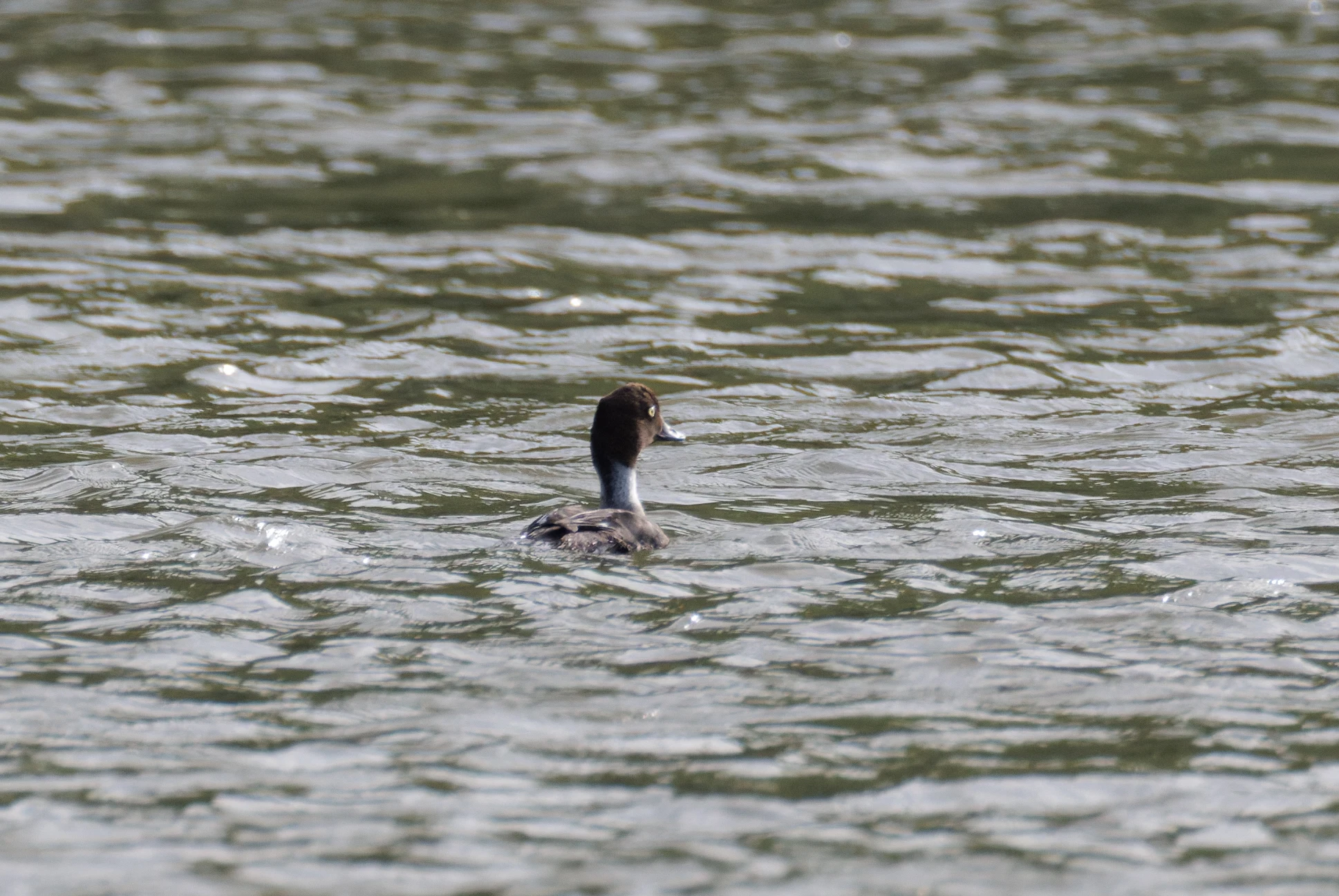 Common Goldeneye, Danube Delta, Romania — photo by Orlando Prugel-Bennett