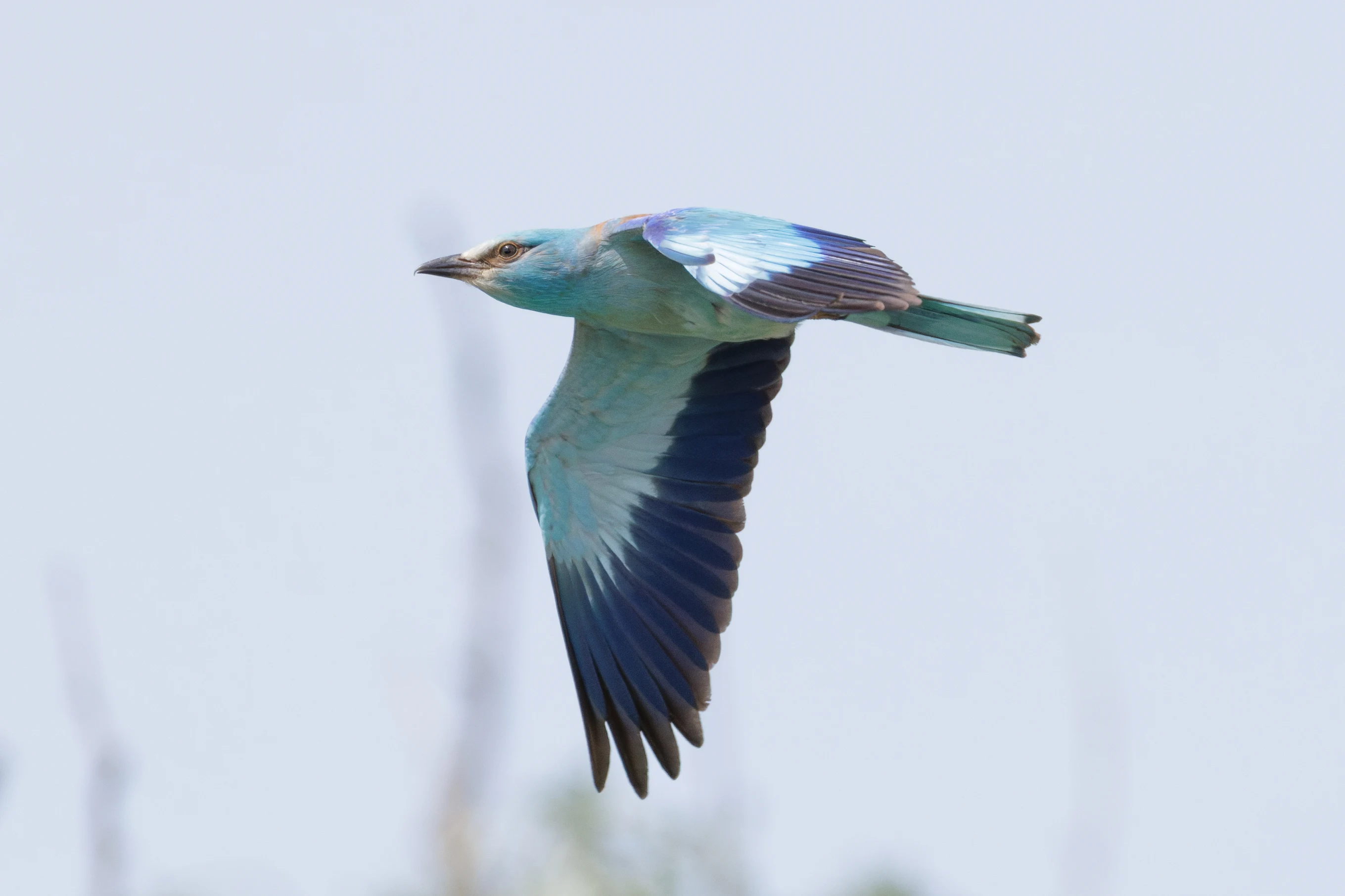 European Roller in flight, Danube Delta, Romania — photo by Orlando Prugel-Bennett