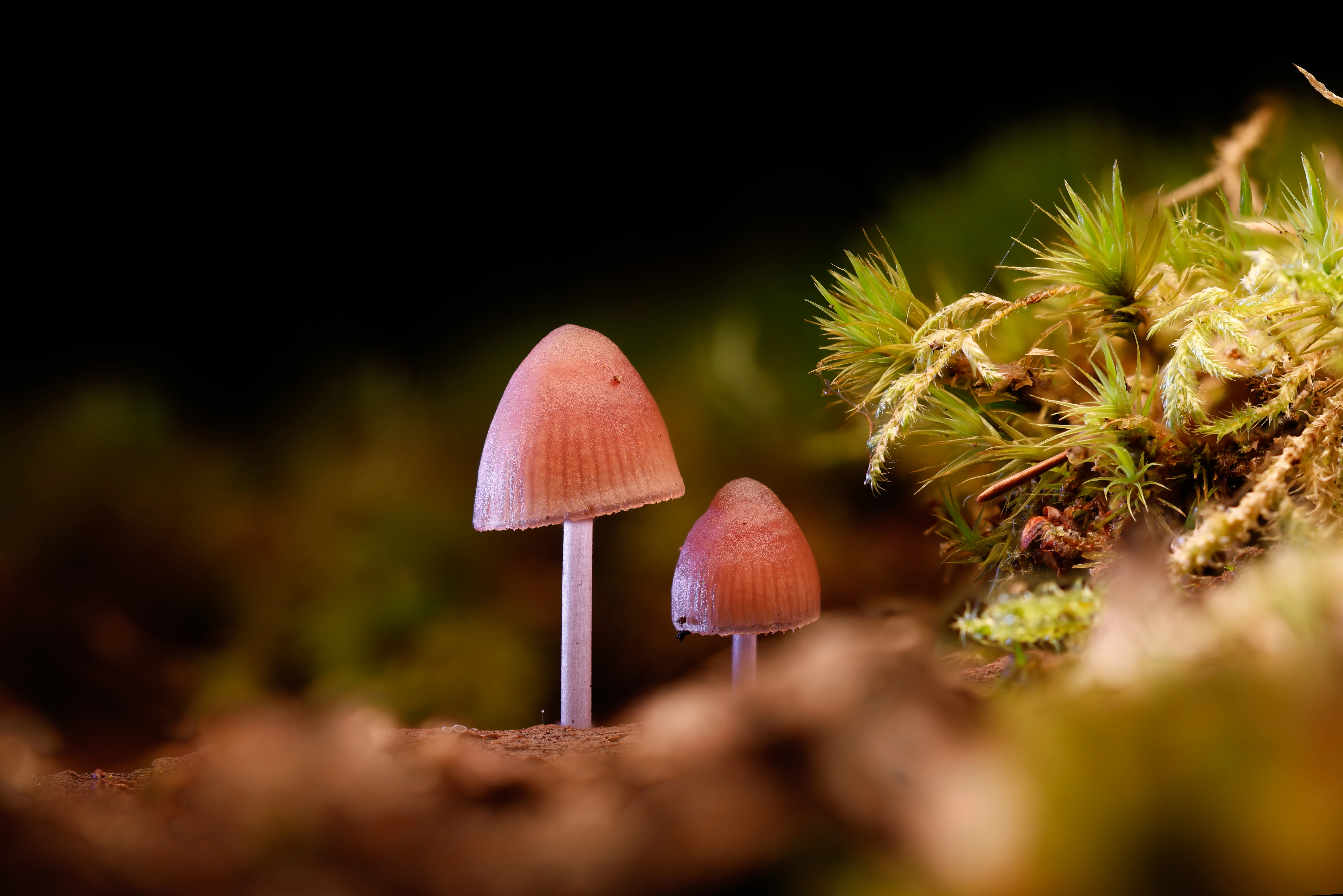 Bonnet Mushrooms, Hawkhill Enclosure, Hampshire, UK — photo by Orlando Prugel-Bennett