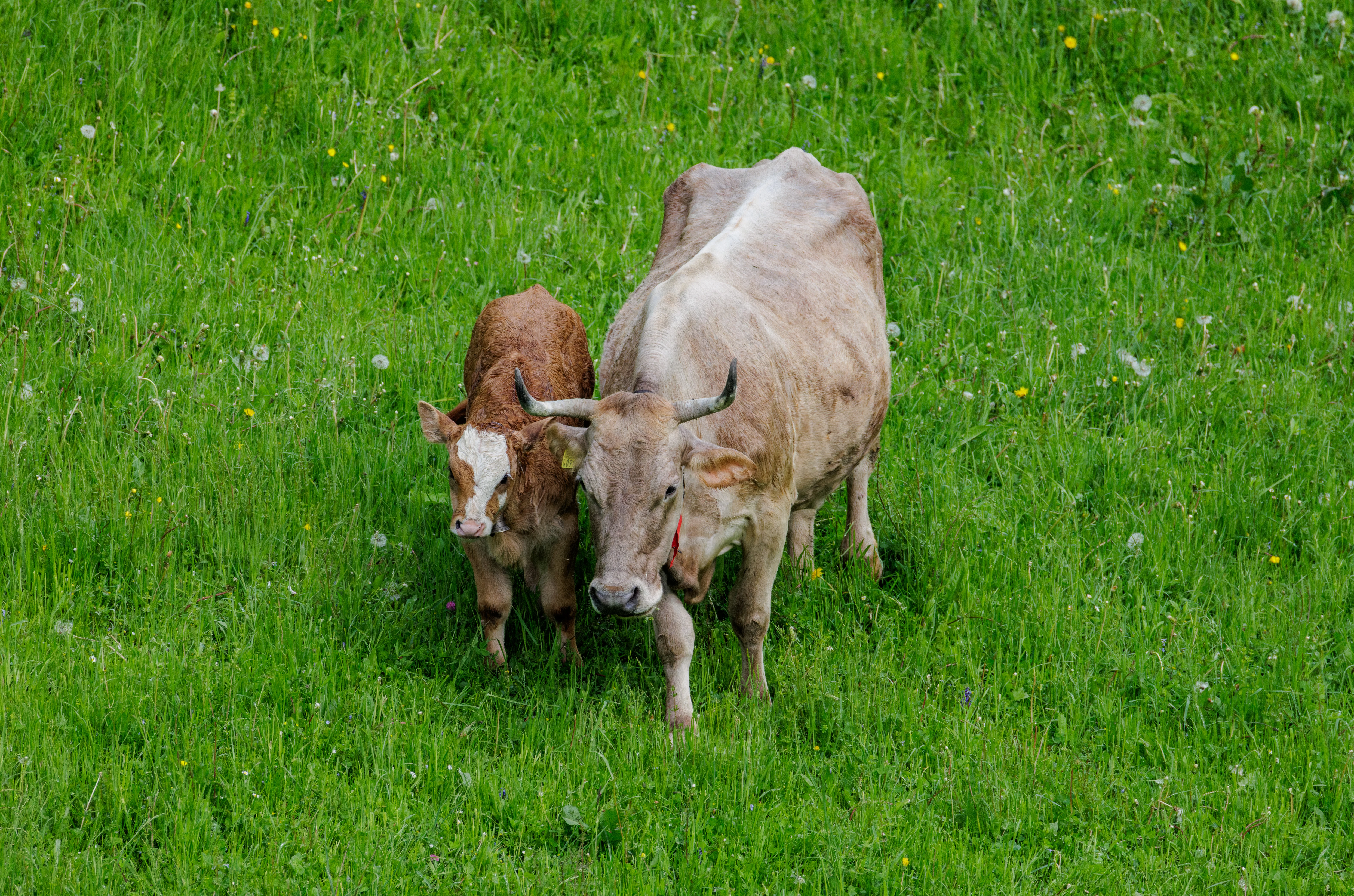 Cow and calf, Transylvania, Romania — photo by Orlando Prugel-Bennett