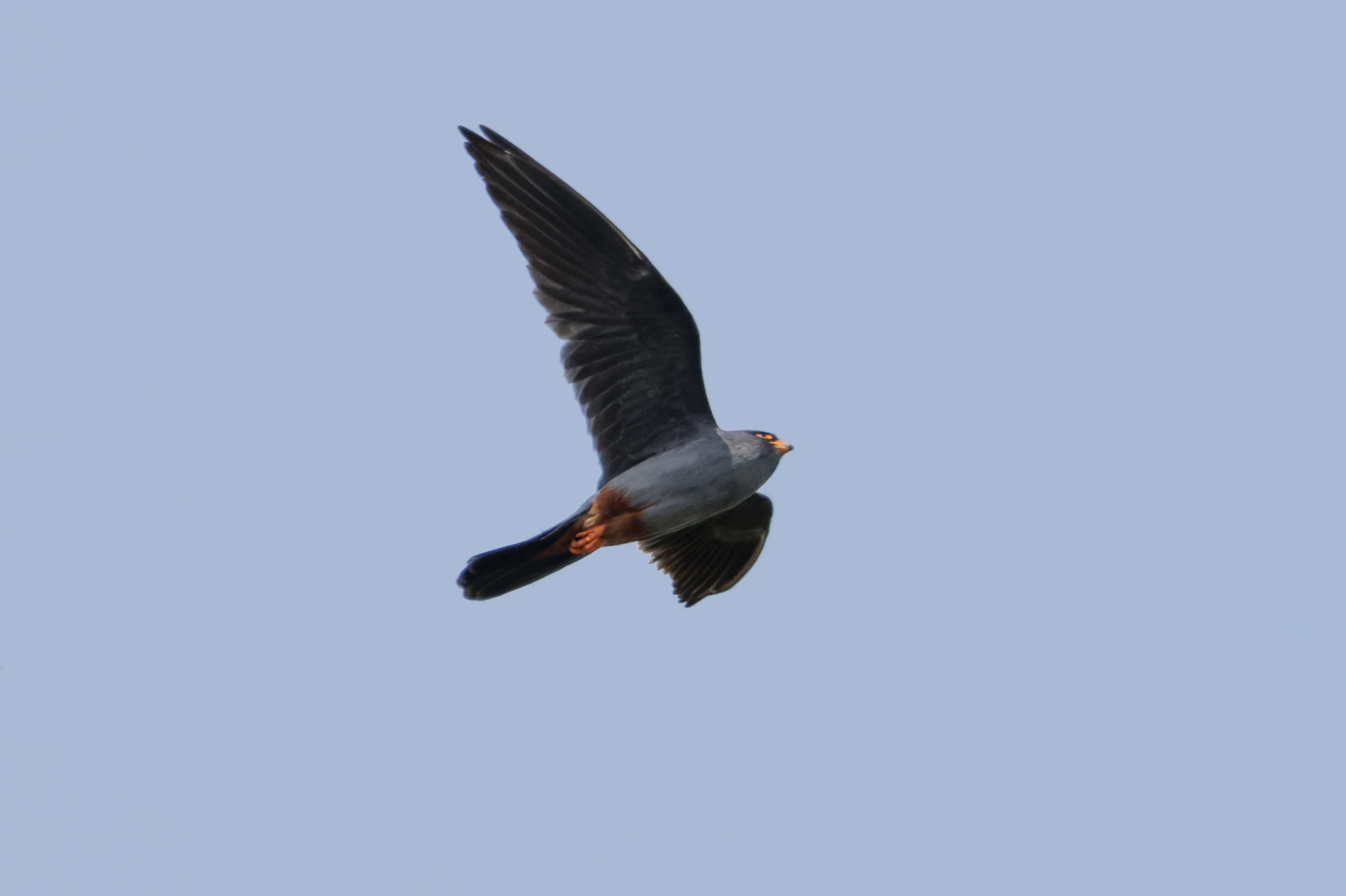 Red-footed Falcon, Danube Delta, Romania — photo by Orlando Prugel-Bennett