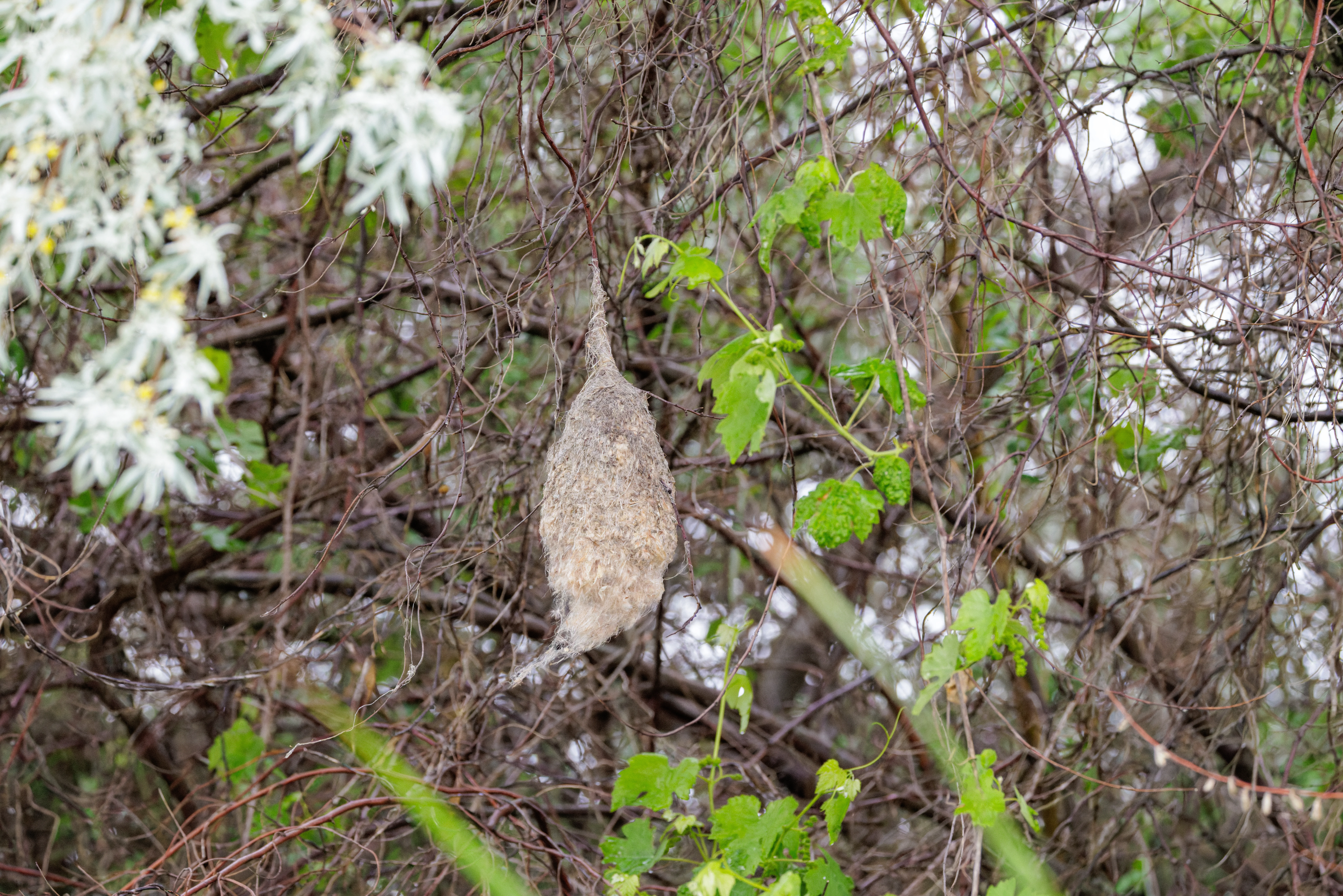 Penduline tit nest, Danube Delta, Romania — photo by Orlando Prugel-Bennett