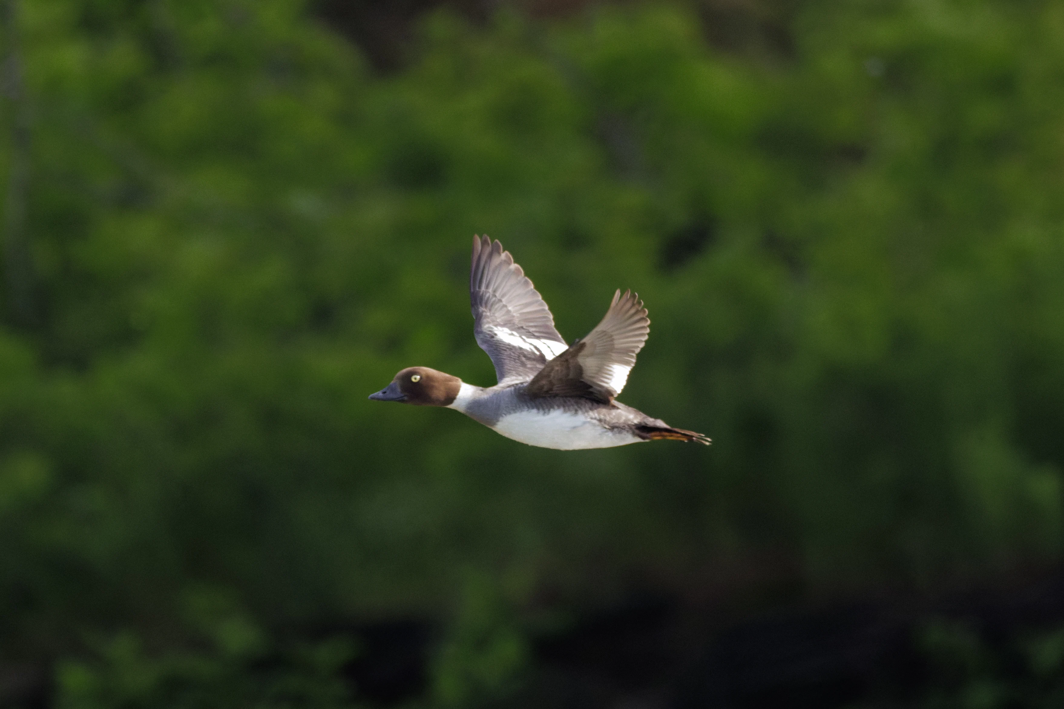 Common Goldeneye, Danube Delta, Romania — photo by Orlando Prugel-Bennett