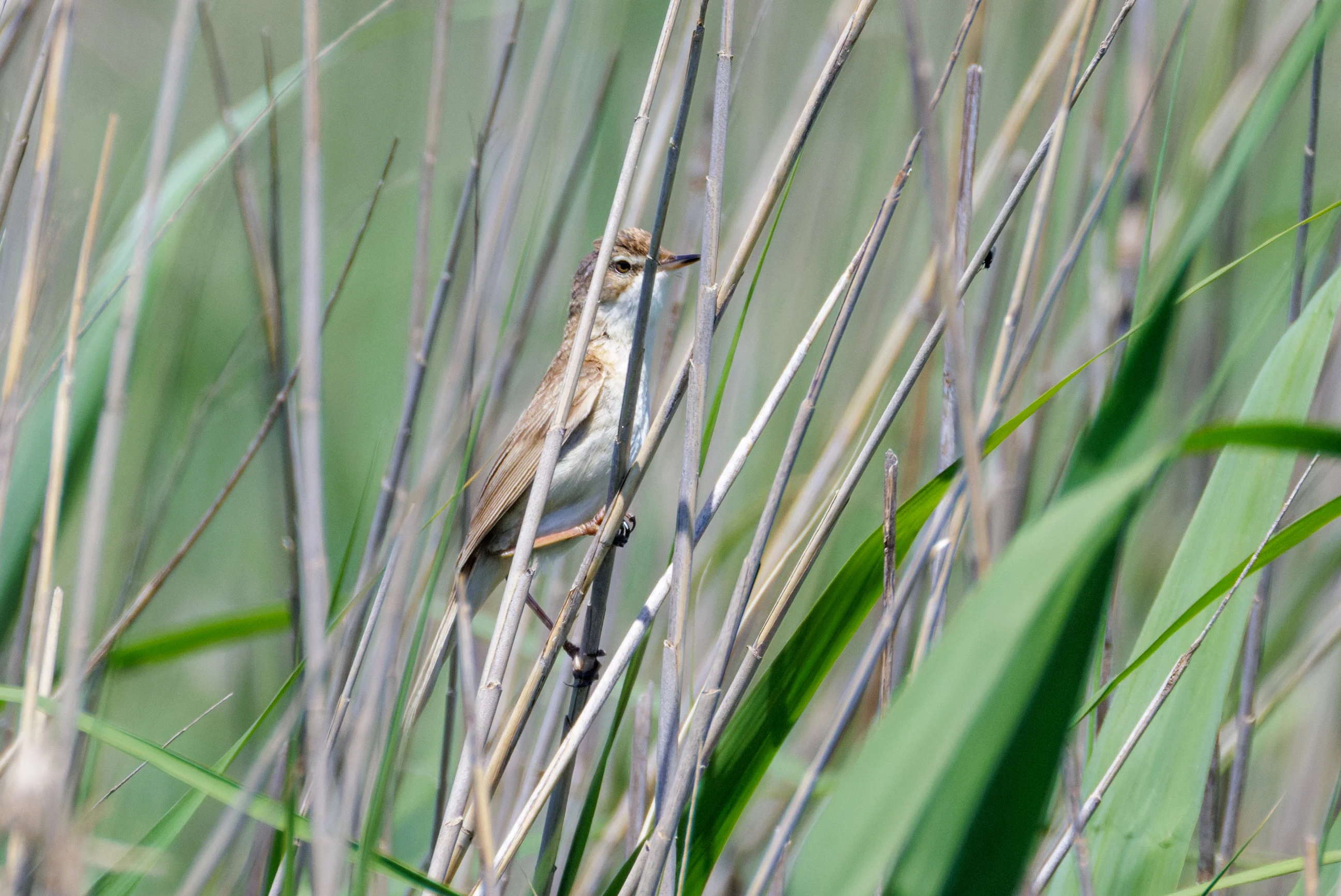 Paddyfield Warbler, Romanian Steppe, Romania — photo by Orlando Prugel-Bennett