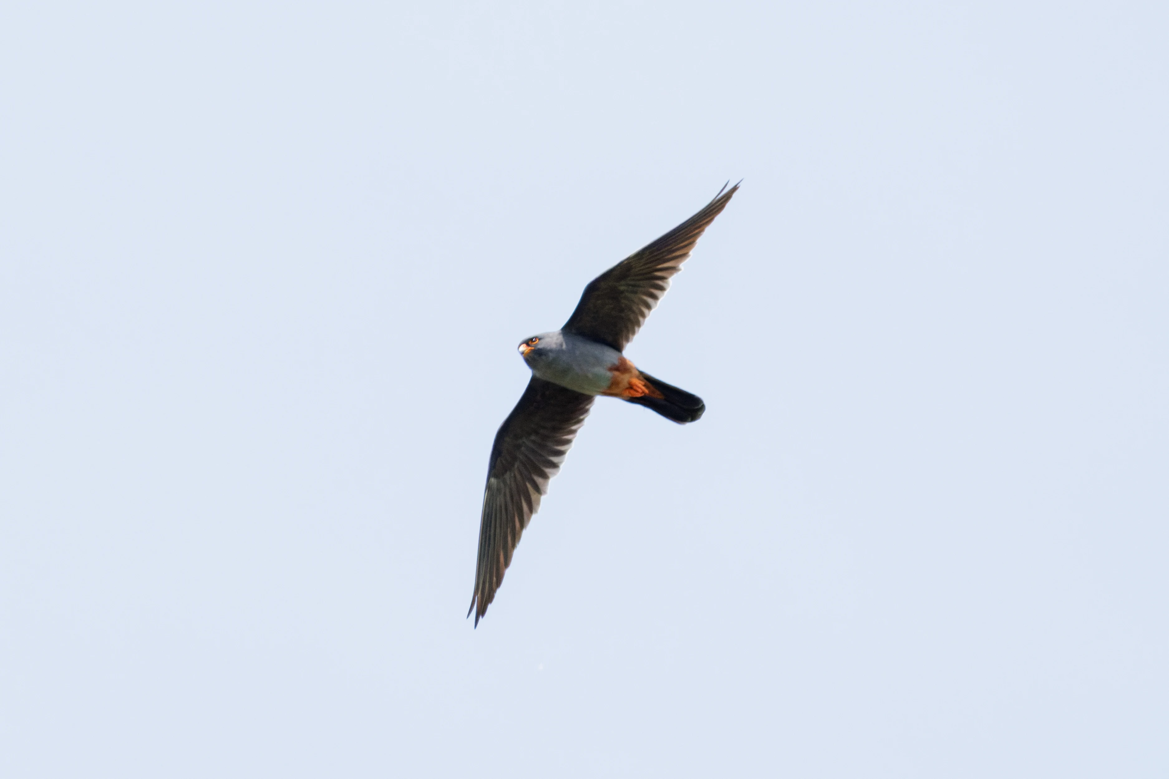 Red-footed Falcon, Danube Delta, Romania — photo by Orlando Prugel-Bennett