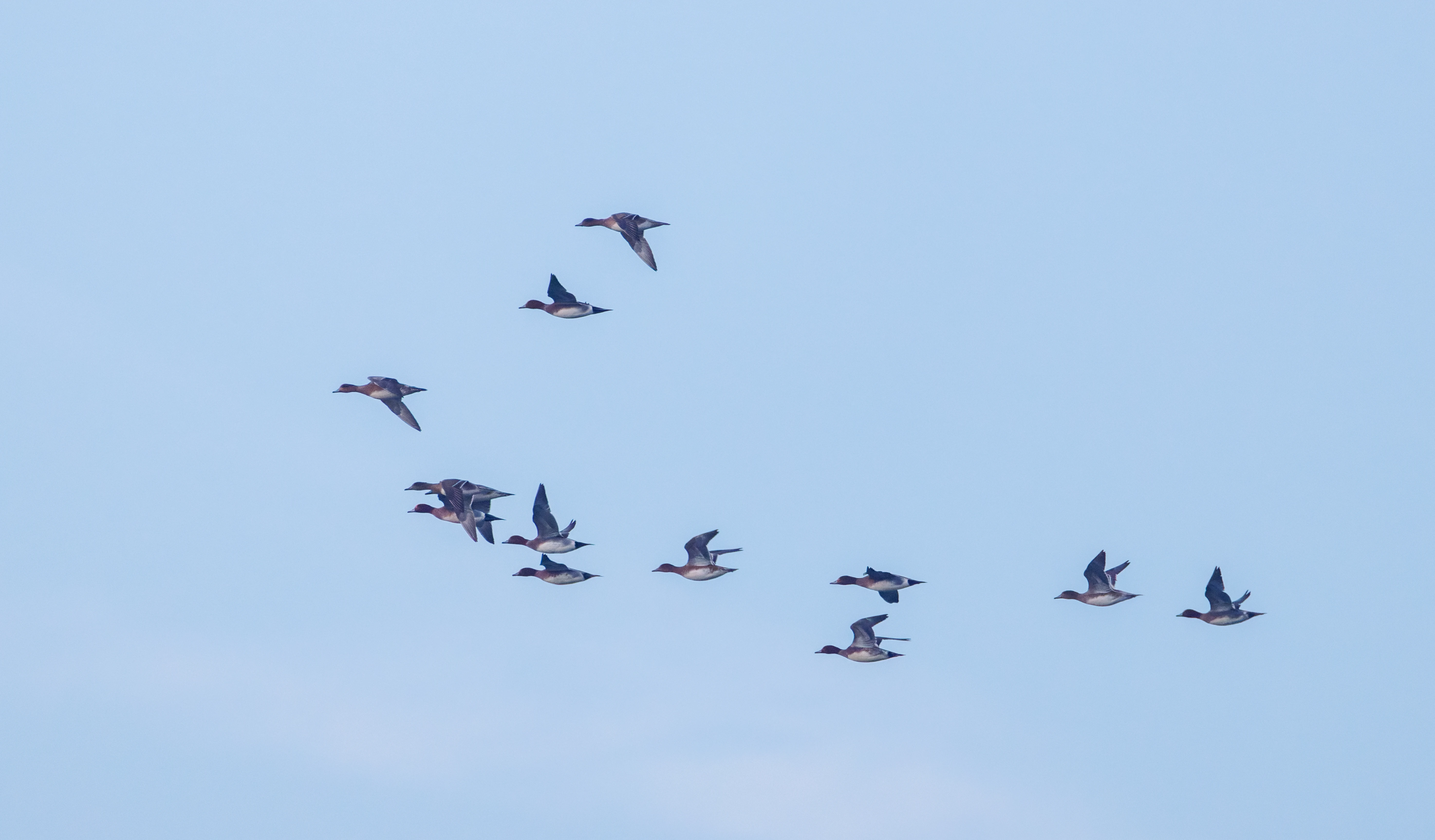 Eurasian Wigeon, Zeeland, Netherlands — photo by Orlando Prugel-Bennett