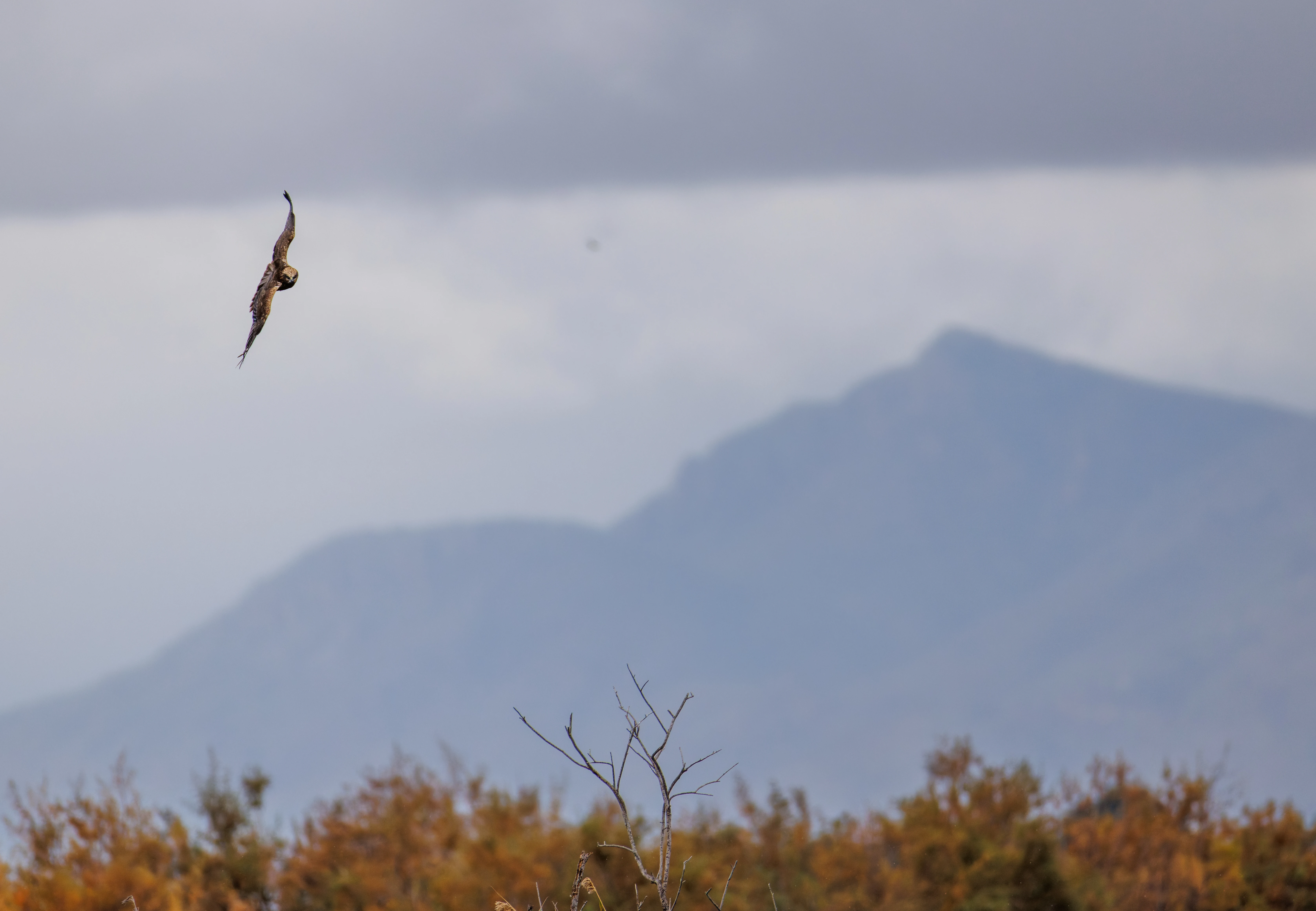Western Marsh Harrier, Clot de Galvany, Alicante, Spain — photo by Orlando Prugel-Bennett