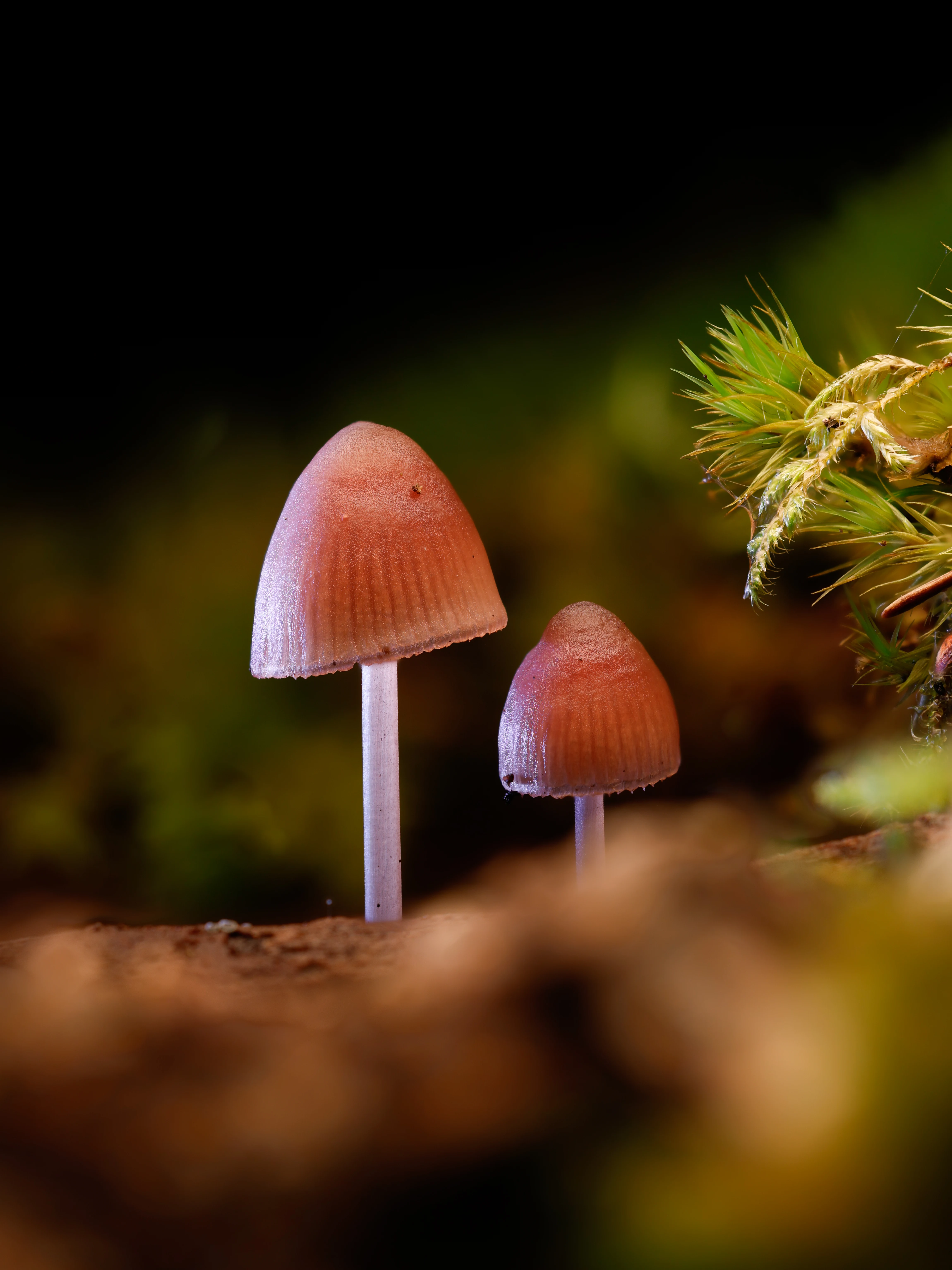 Bonnet Mushrooms, Hawkhill Enclosure, Hampshire, UK — photo by Orlando Prugel-Bennett