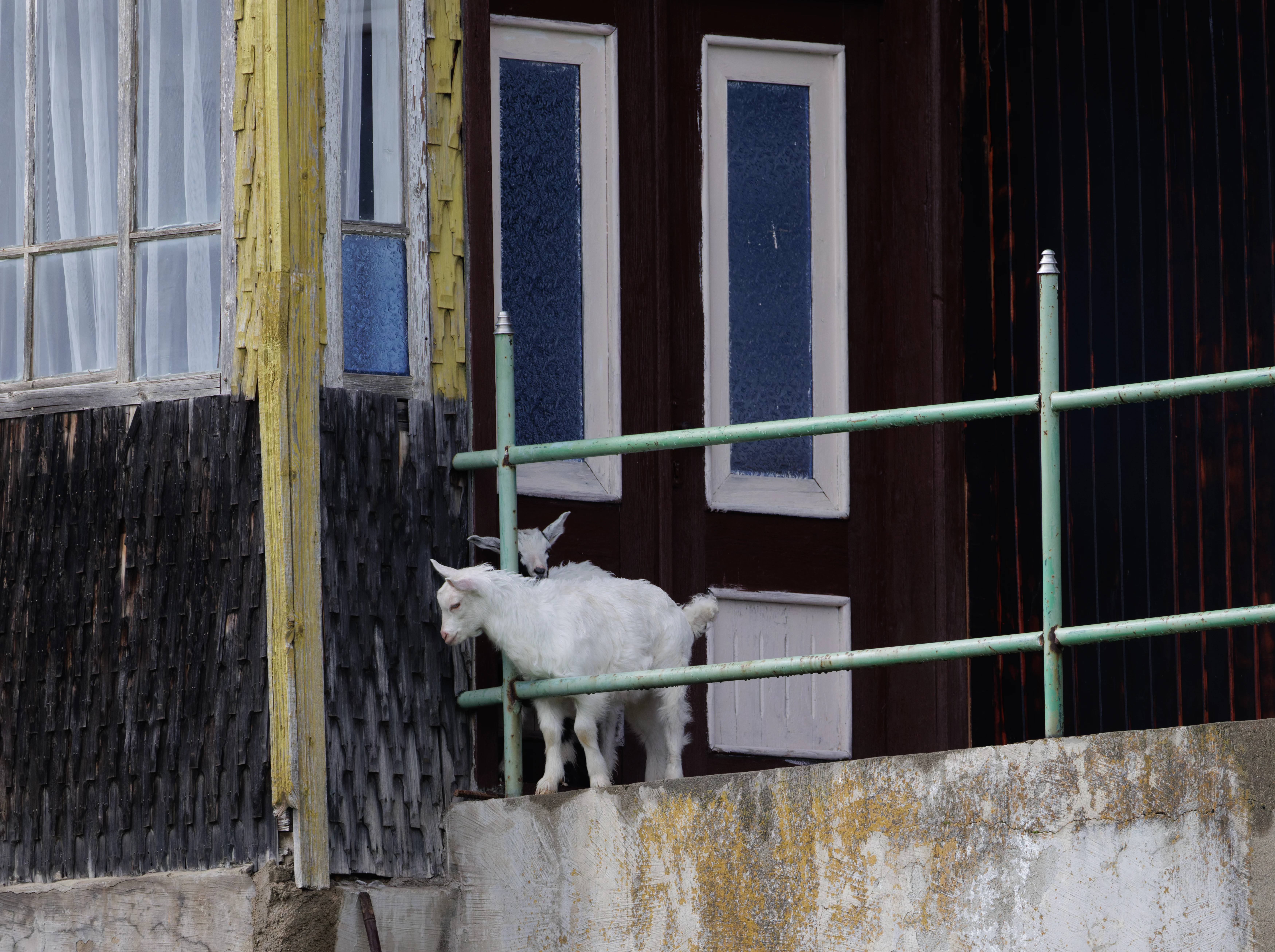 Goat at front door, Transylvania, Romania — photo by Orlando Prugel-Bennett
