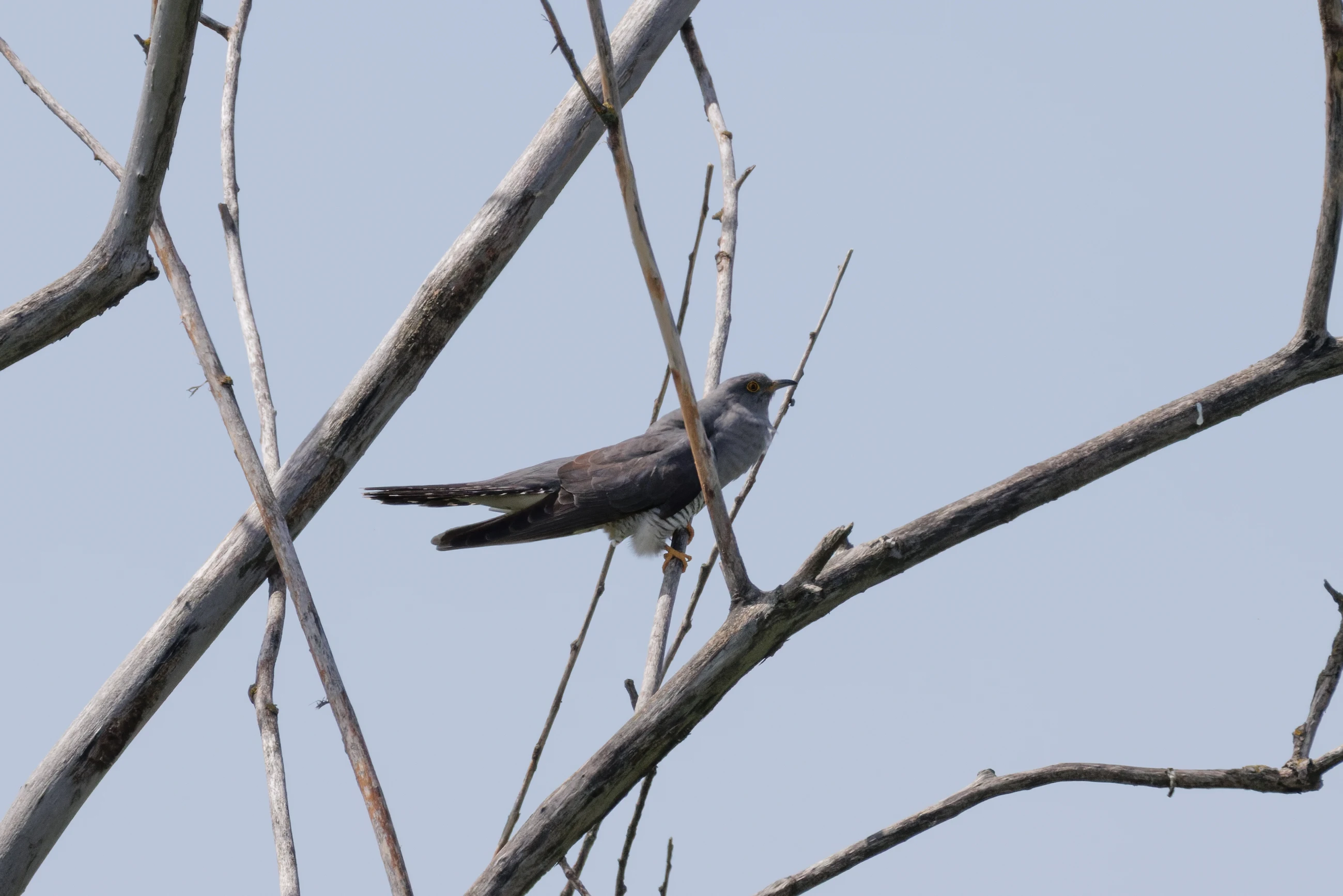 Common Cuckoo, Danube Delta, Romania — photo by Orlando Prugel-Bennett