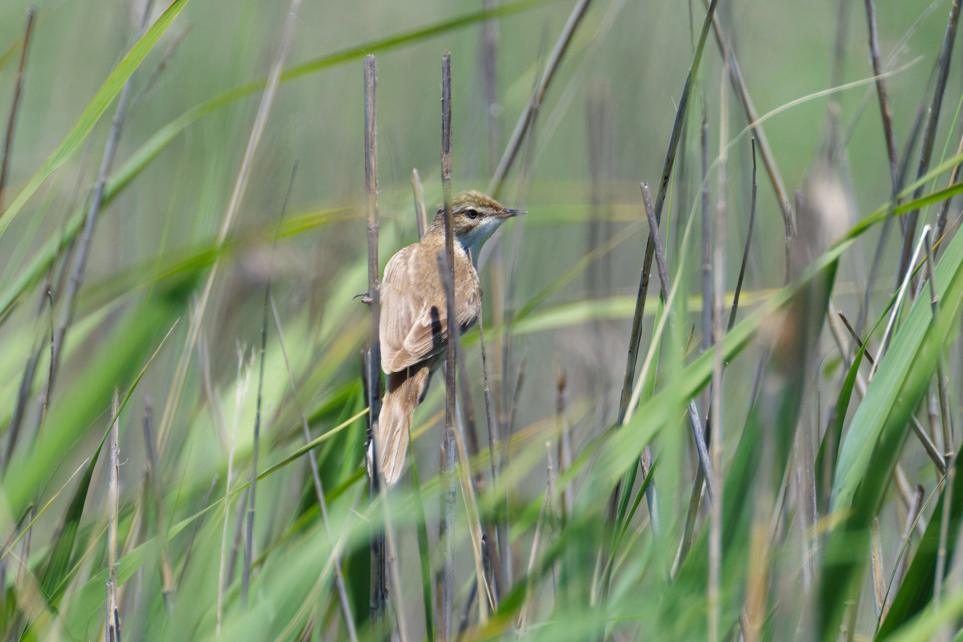 Paddyfield Warbler, Romanian Steppe, Romania — photo by Orlando Prugel-Bennett