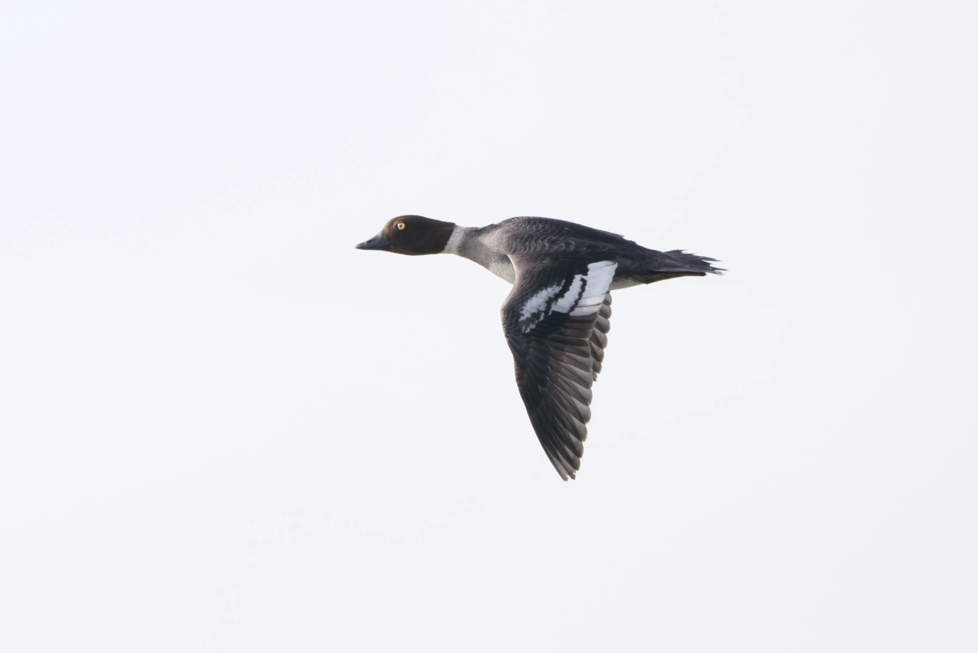 Common Goldeneye, Danube Delta, Romania — photo by Orlando Prugel-Bennett