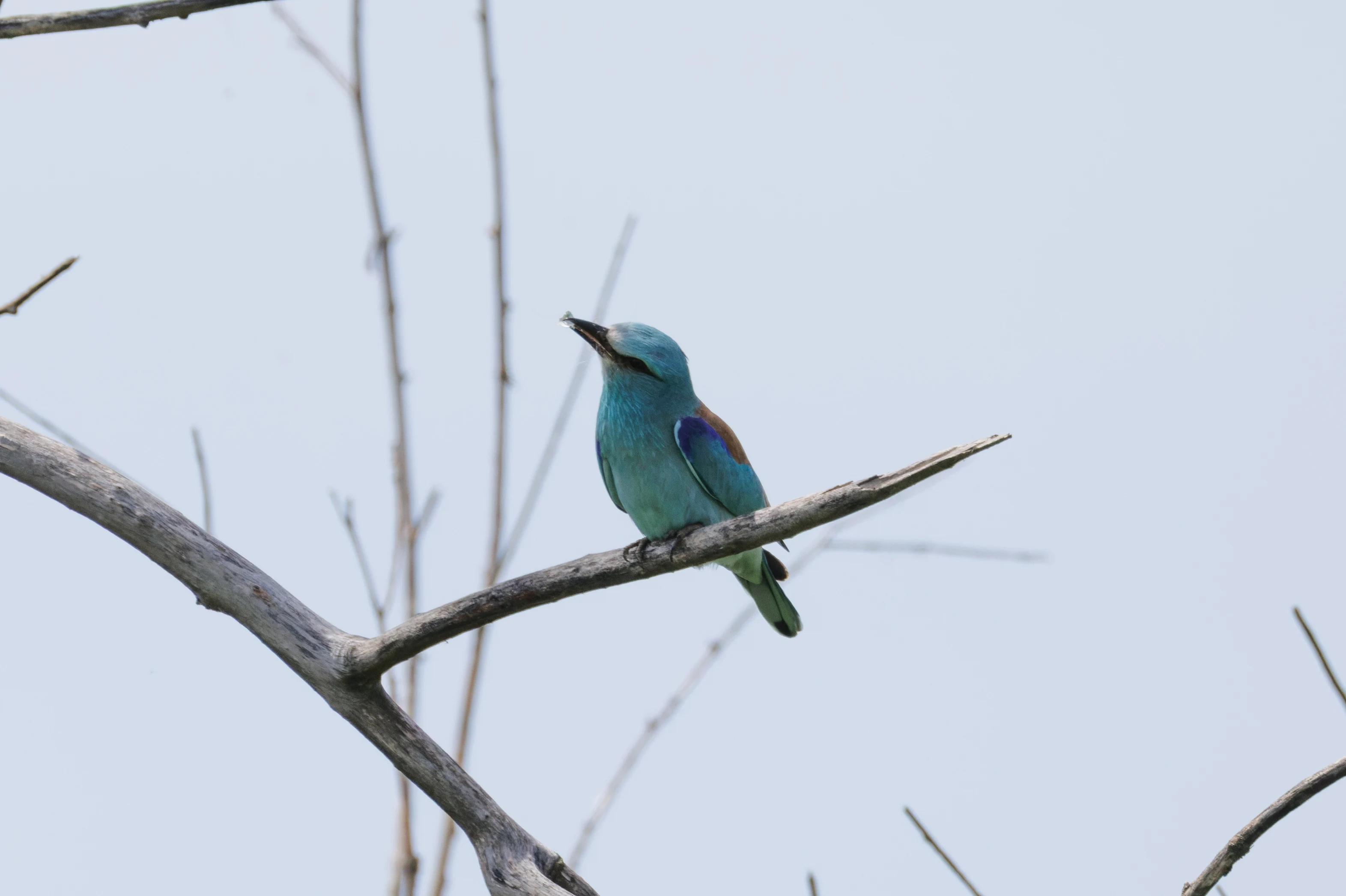 European Roller, Danube Delta, Romania — photo by Orlando Prugel-Bennett