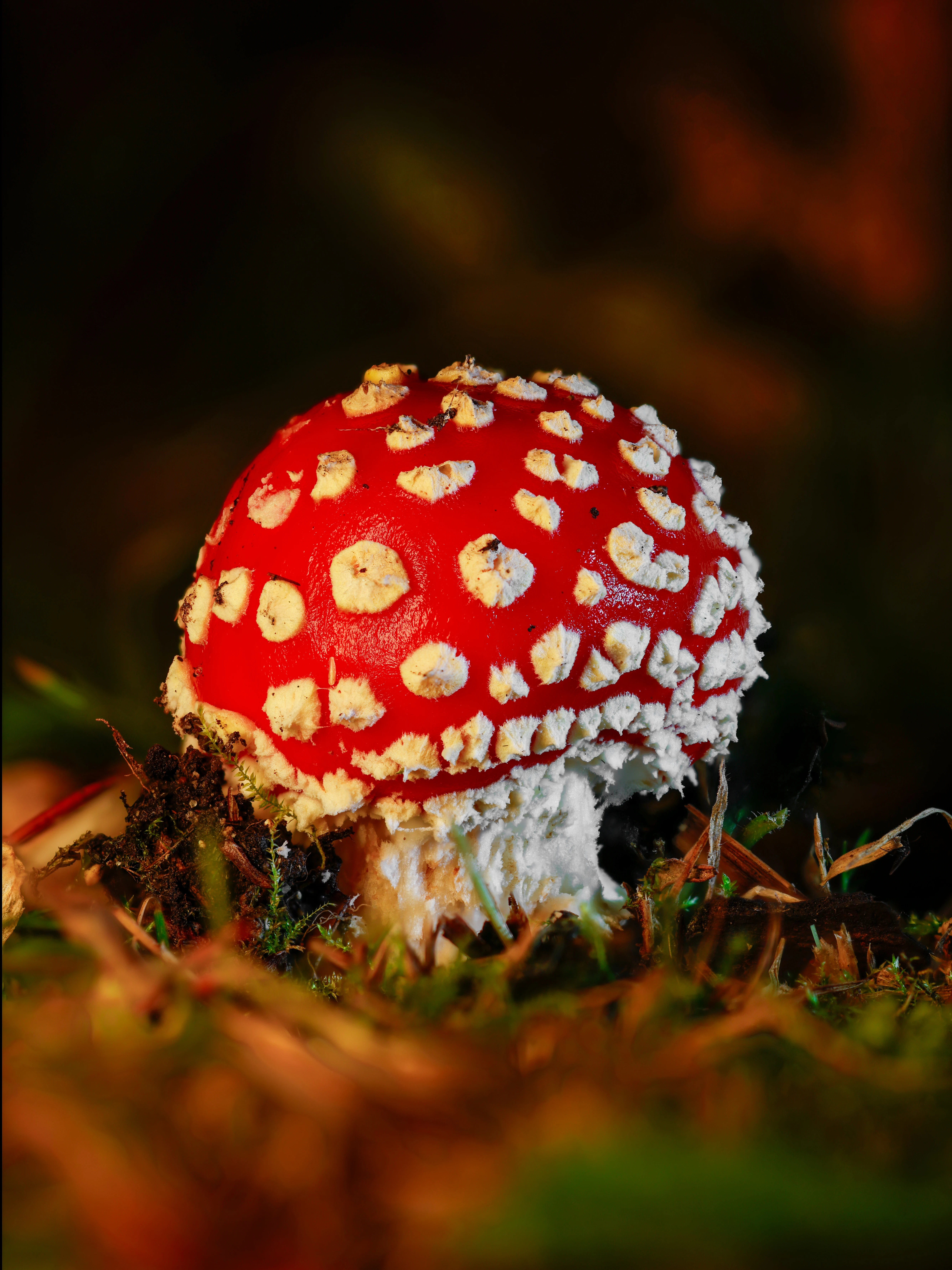 Fly Agaric, Hawkhill Enclosure, Hampshire, UK — photo by Orlando Prugel-Bennett