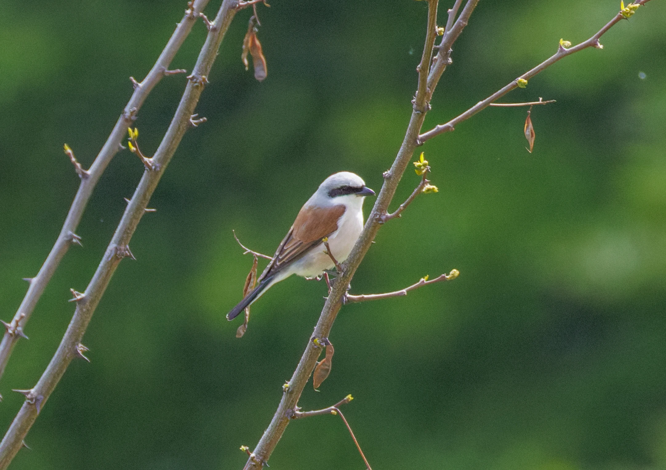 Red-backed Shrike, Transylvania, Romania — photo by Orlando Prugel-Bennett