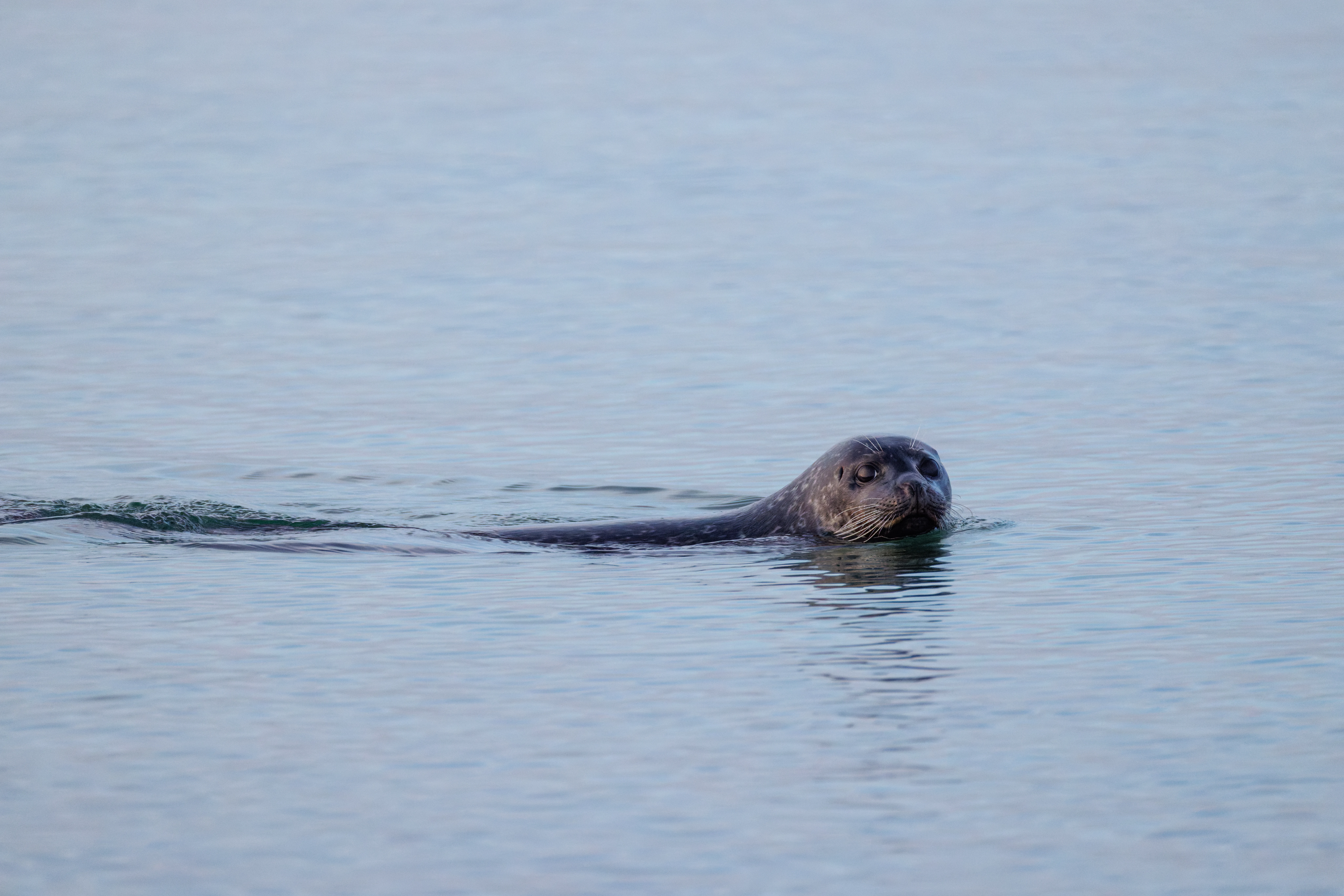 Harbour Seal, Zeeland, Netherlands — photo by Orlando Prugel-Bennett