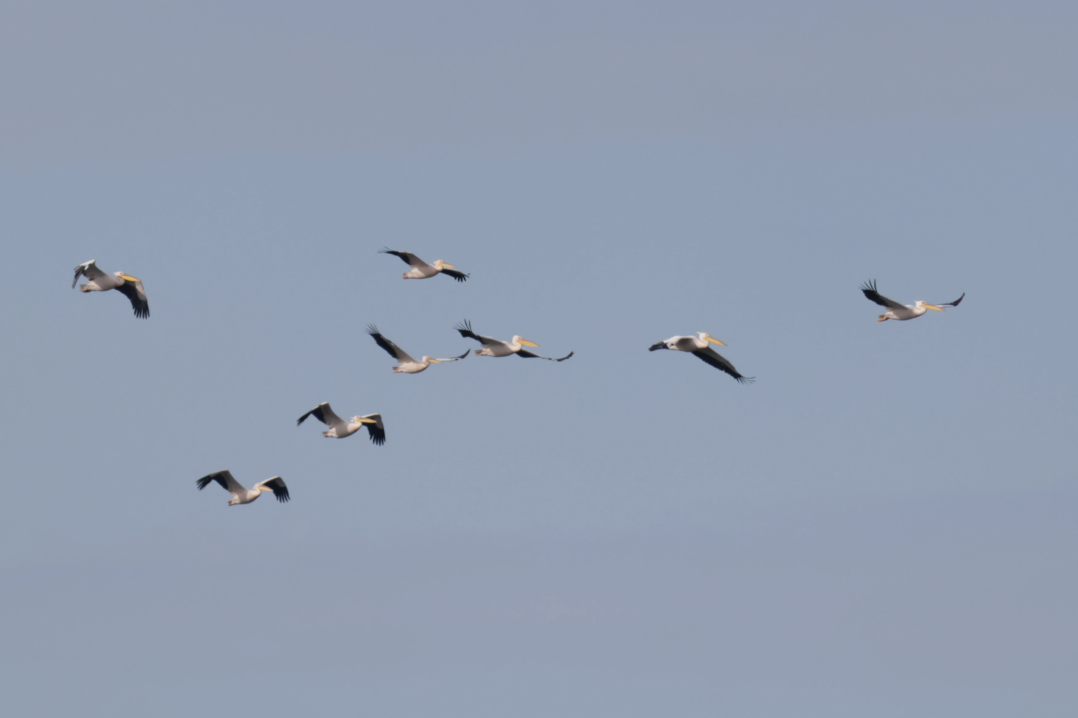 Great White Pelicans, Danube Delta, Romania — photo by Orlando Prugel-Bennett