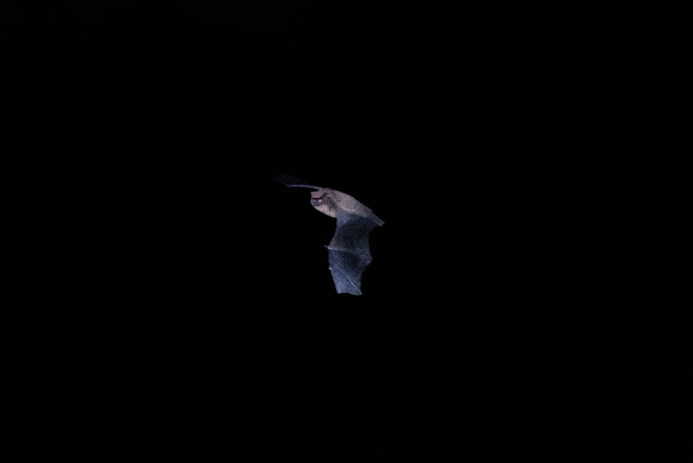 Bat, UK — photo by Orlando Prugel-Bennett