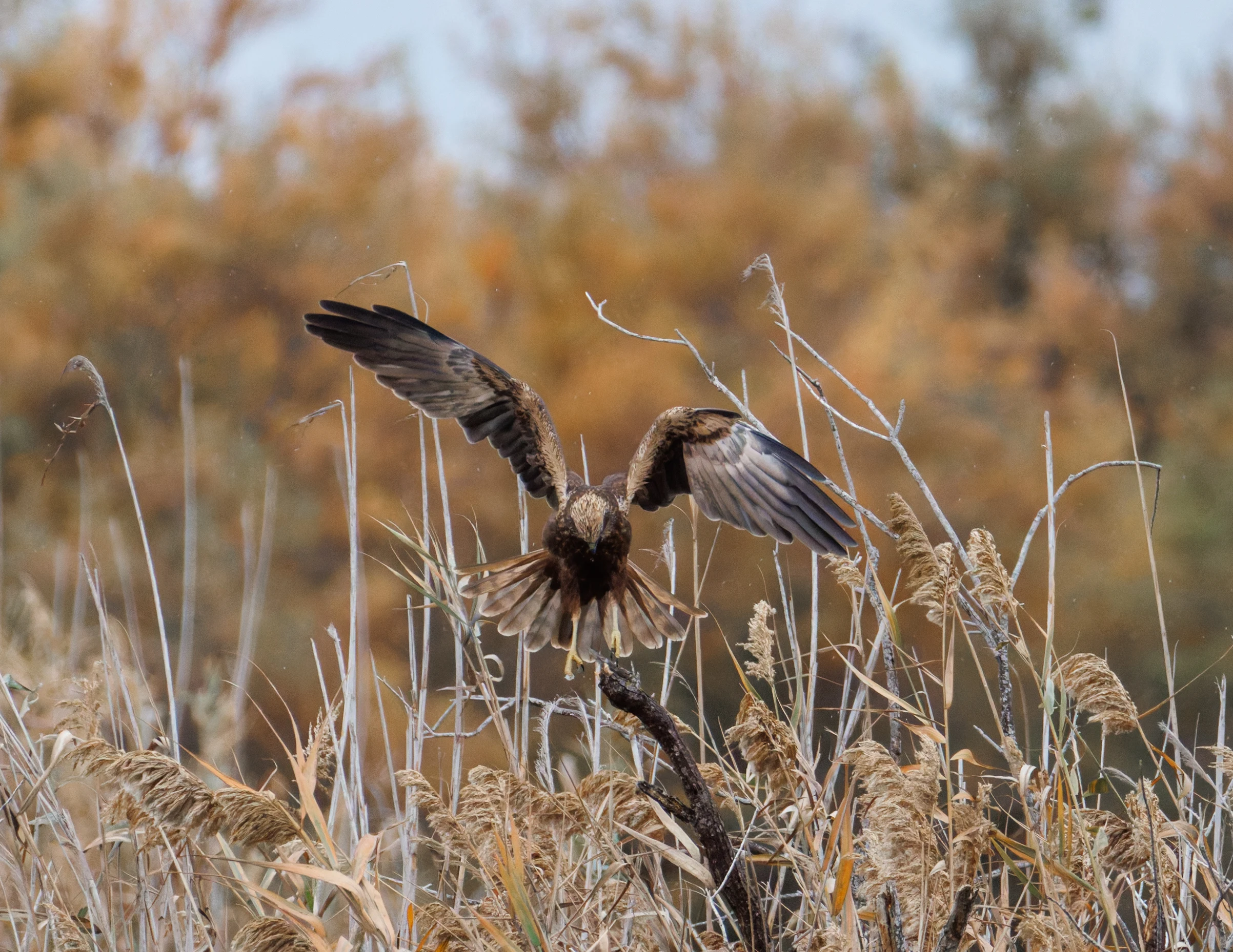 Western Marsh Harrier, Clot de Galvany, Alicante, Spain — photo by Orlando Prugel-Bennett