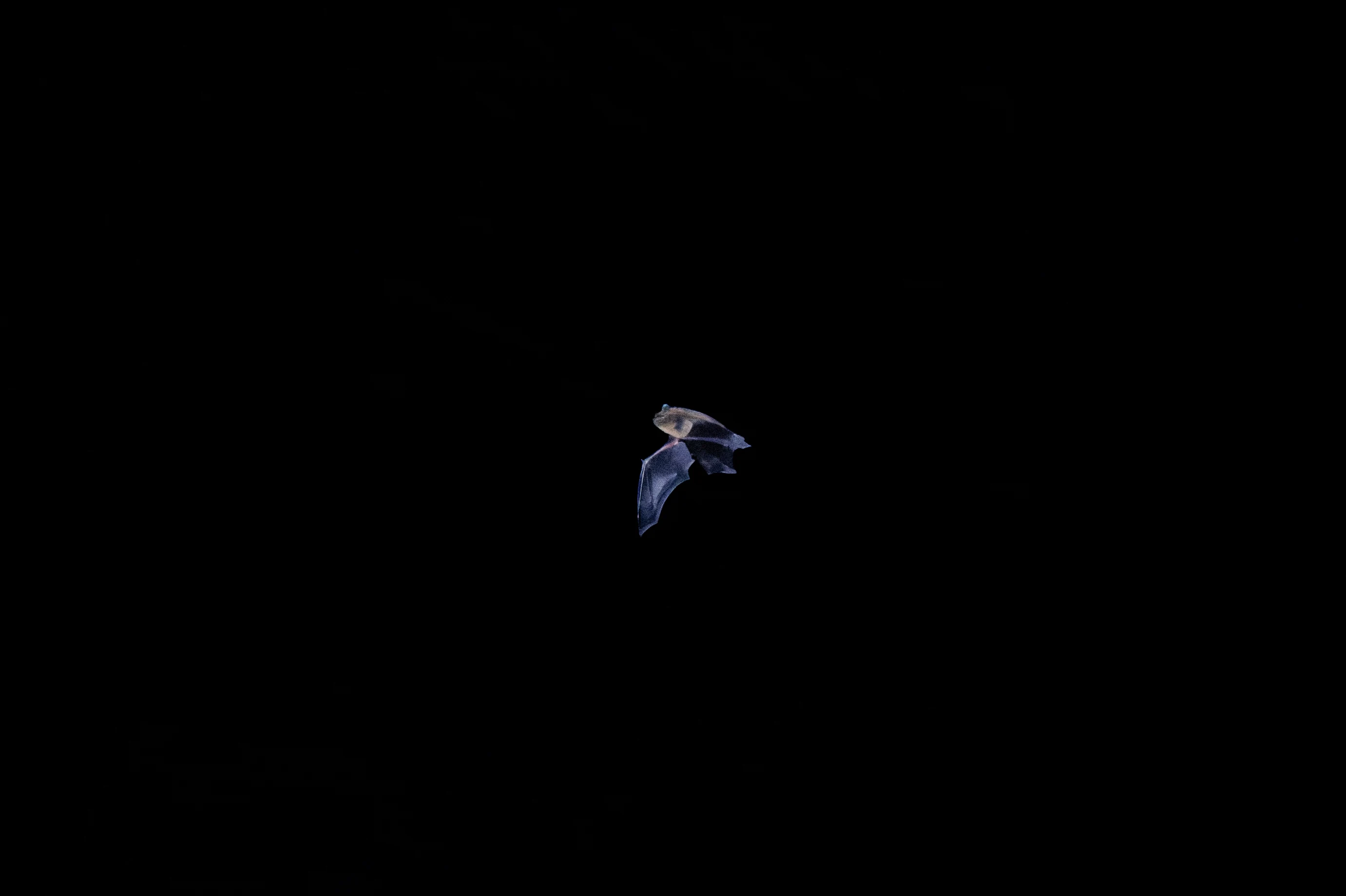Bat, New Forest, Hampshire, UK — photo by Orlando Prugel-Bennett