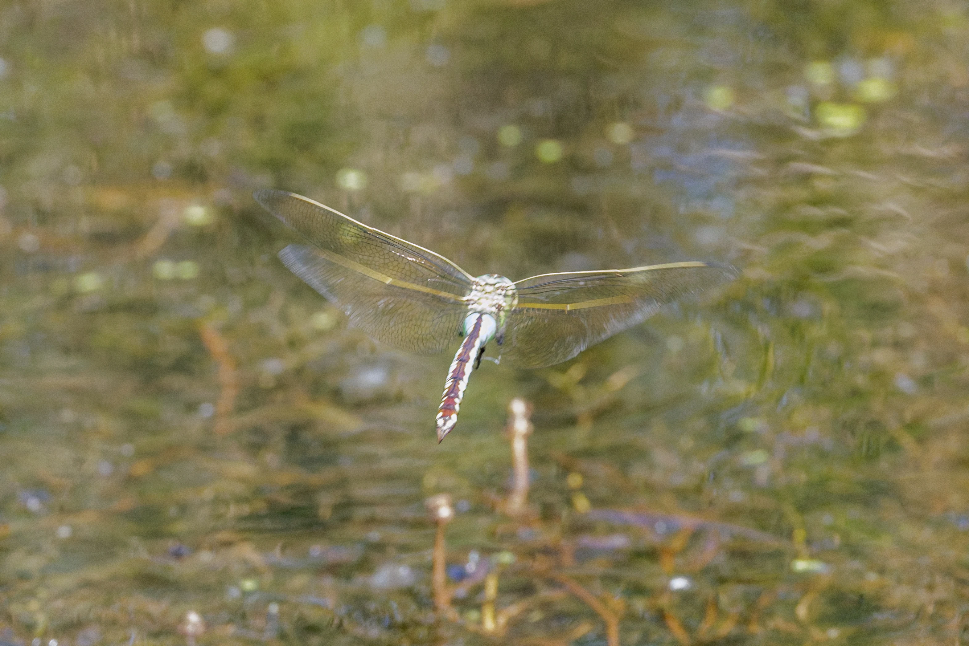 Dragonfly, Danube Delta, Romania — photo by Orlando Prugel-Bennett