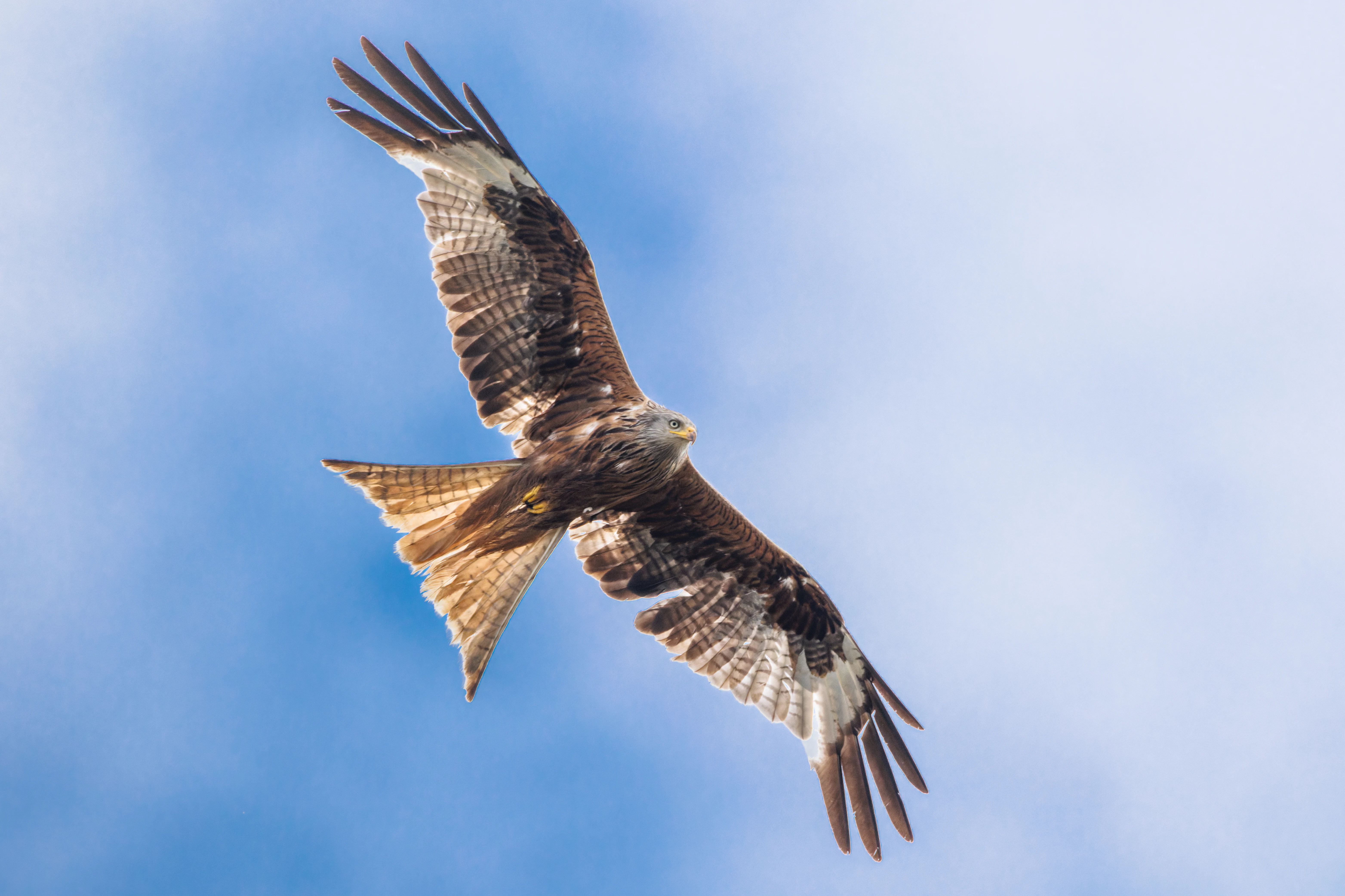 Red Kite, Culham, Oxfordshire, UK — photo by Orlando Prugel-Bennett