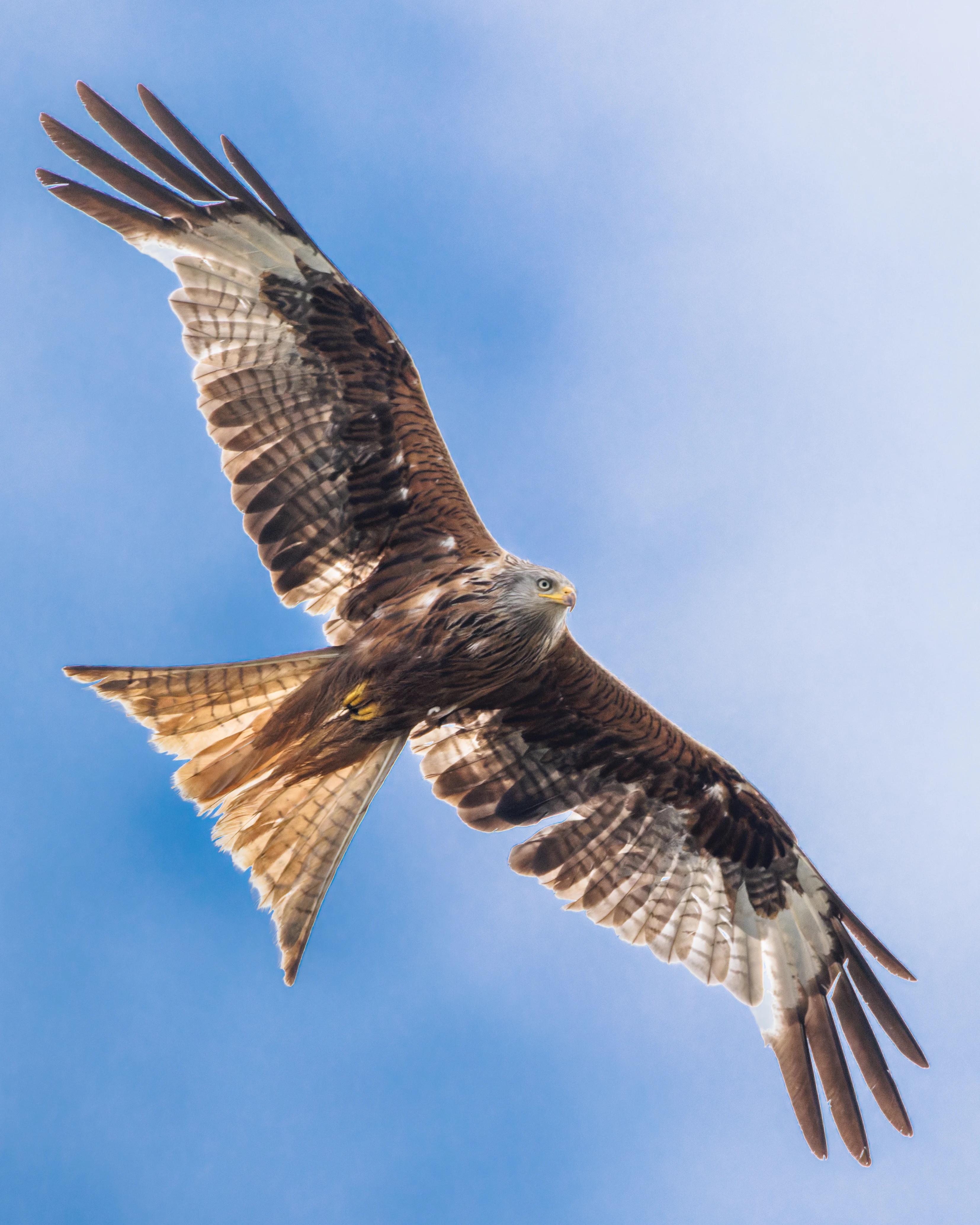 Red Kite, Culham, Oxfordshire, UK — photo by Orlando Prugel-Bennett