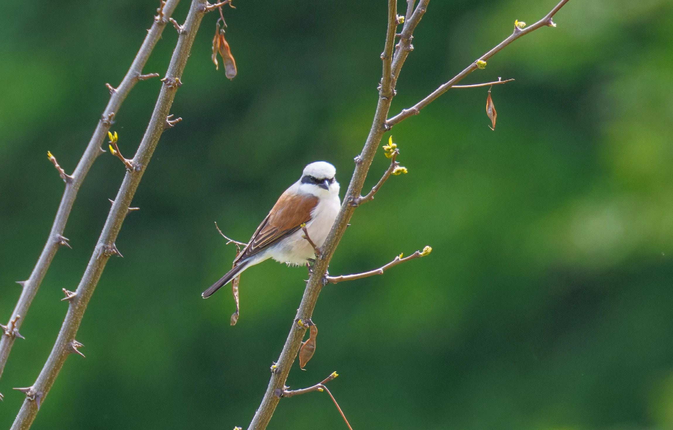 Red-backed Shrike, Transylvania, Romania — photo by Orlando Prugel-Bennett
