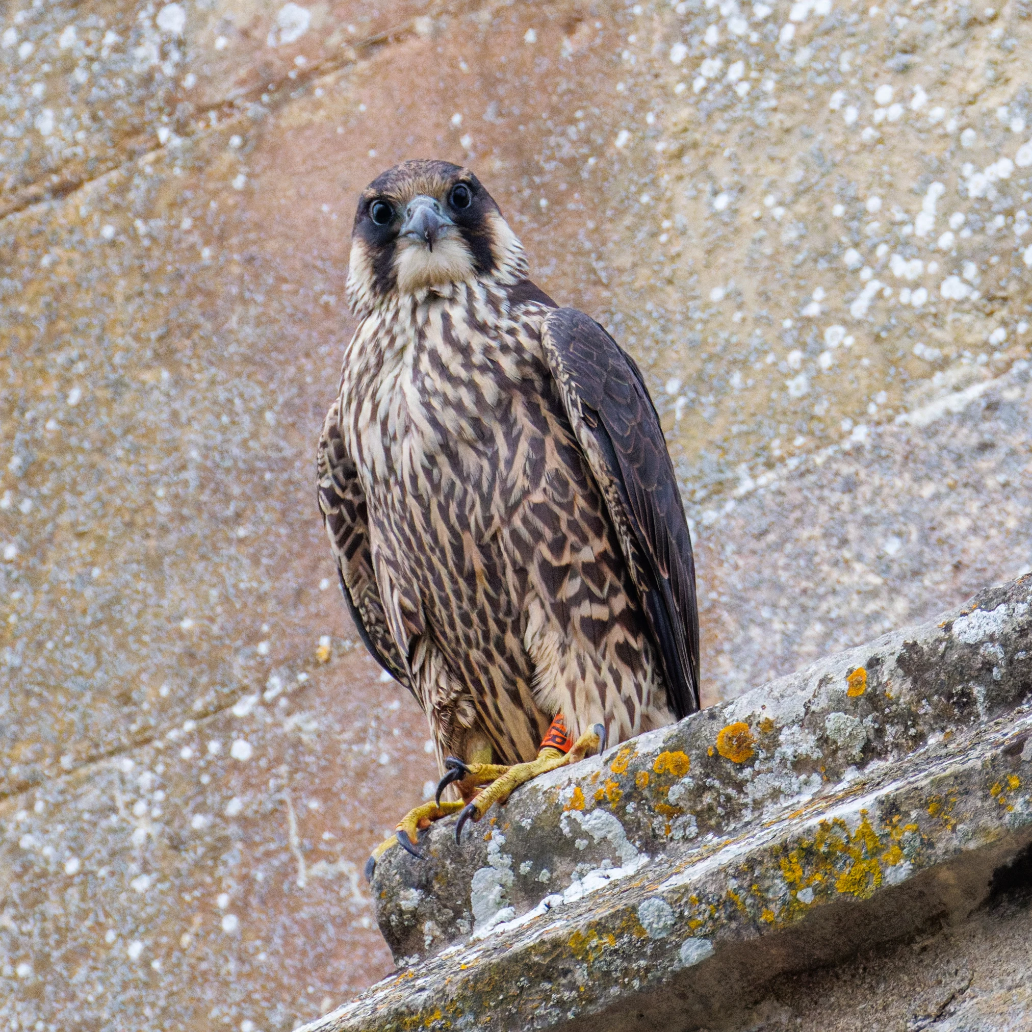 Peregrine Falcon, Romsey Abbey, Romsey, Hampshire, UK — photo by Orlando Prugel-Bennett