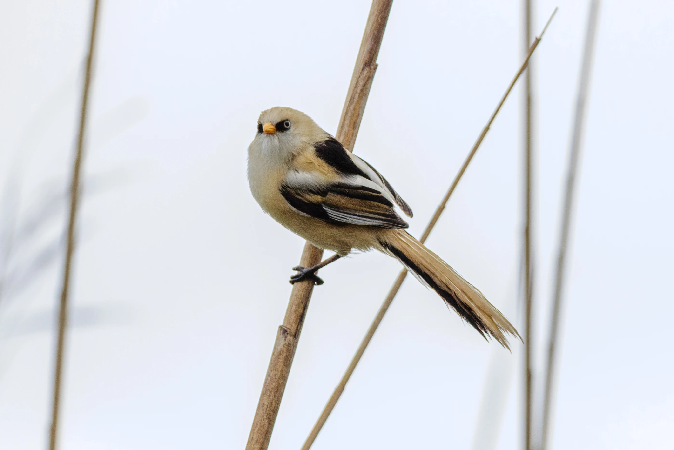 Bearded Reedling, Danube Delta, Romania — photo by Orlando Prugel-Bennett