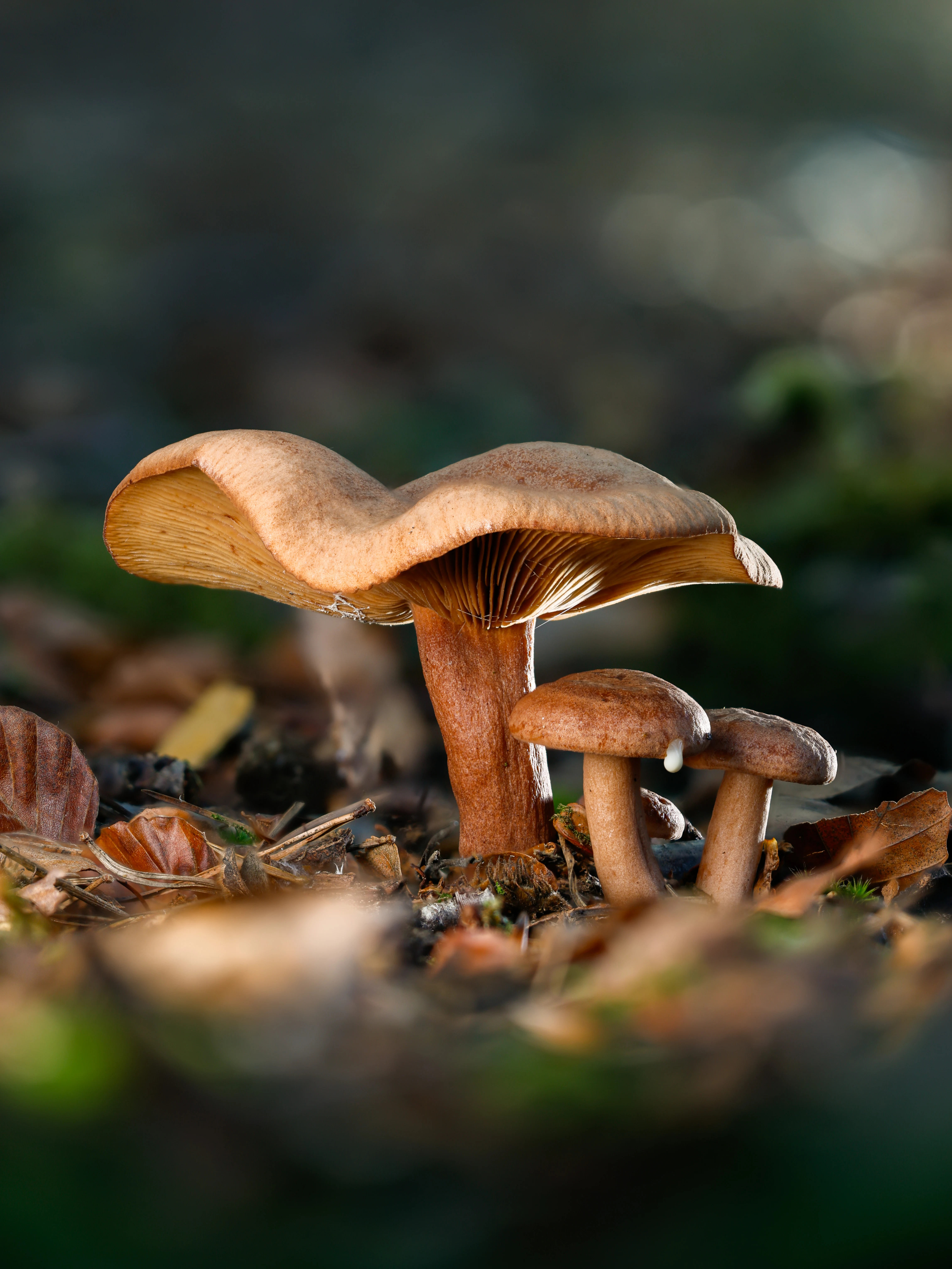 Deceiver mushrooms, Hawkhill Enclosure, Hampshire, UK — photo by Orlando Prugel-Bennett
