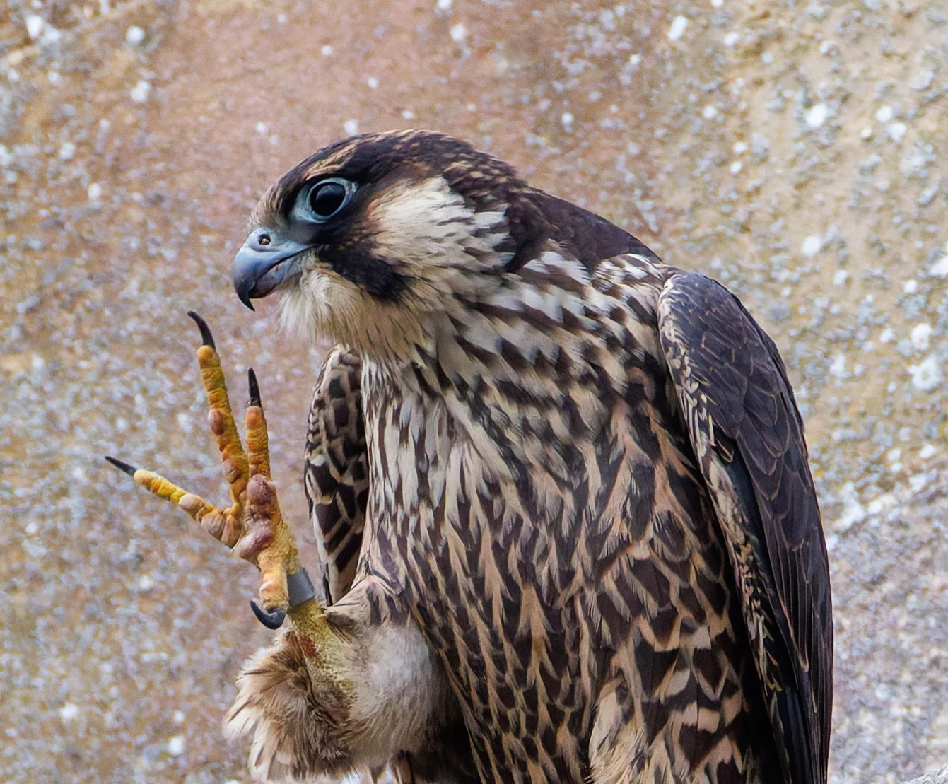 Peregrine Falcon, Romsey Abbey, Romsey, Hampshire, UK — photo by Orlando Prugel-Bennett