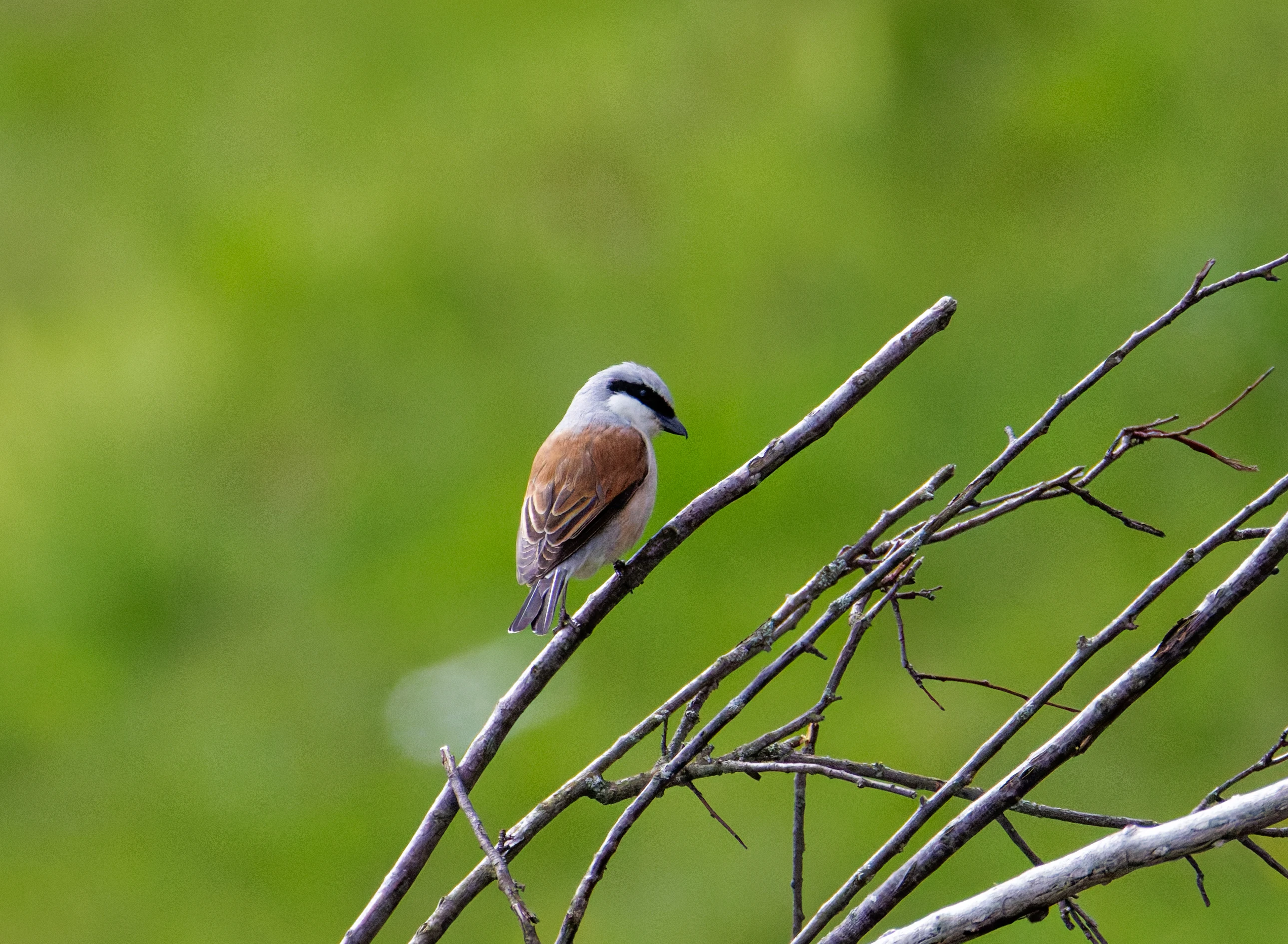 Red-backed Shrike, Transylvania, Romania — photo by Orlando Prugel-Bennett