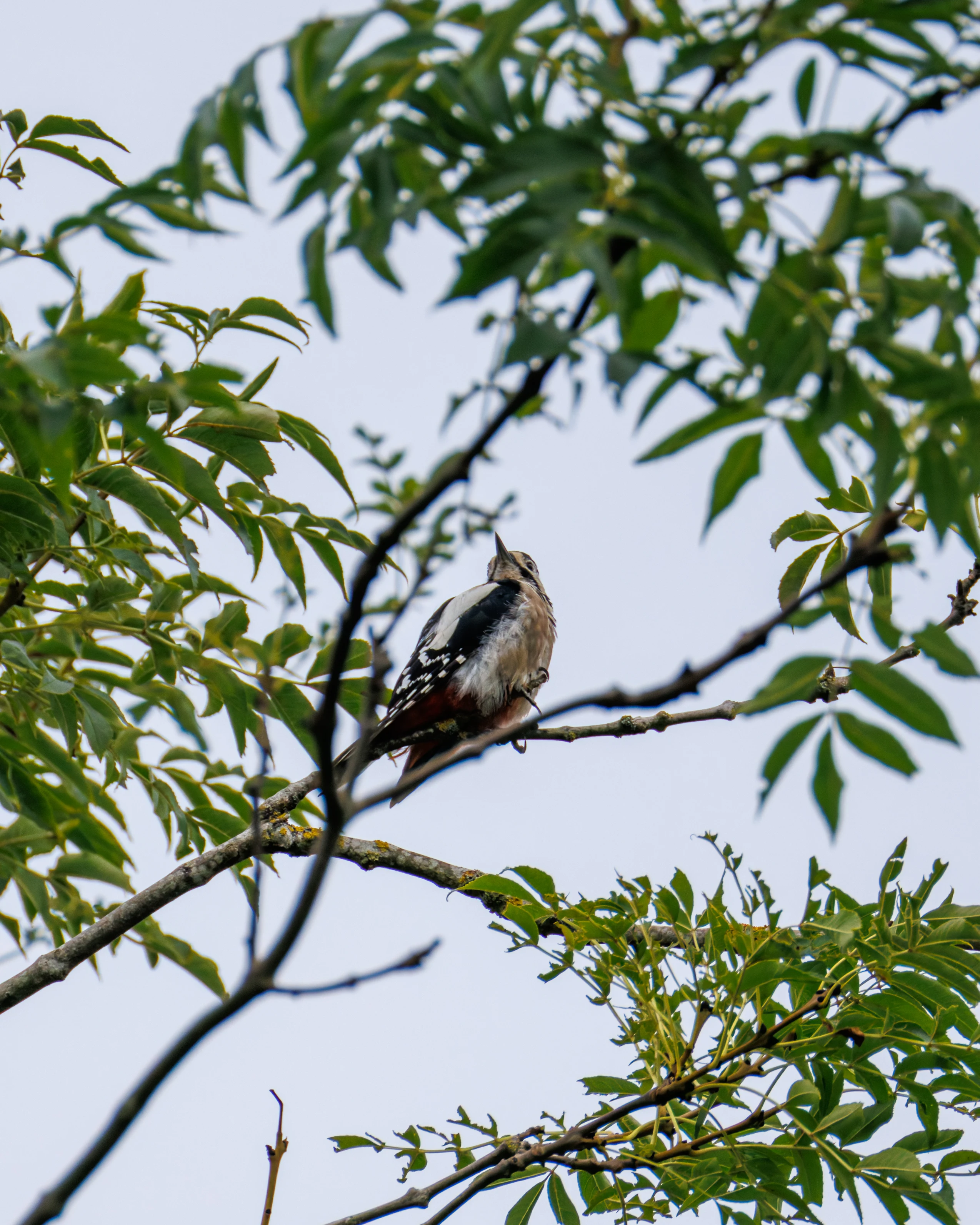 Great Spotted Woodpecker, Dogmersfield, Hampshire, UK — photo by Orlando Prugel-Bennett