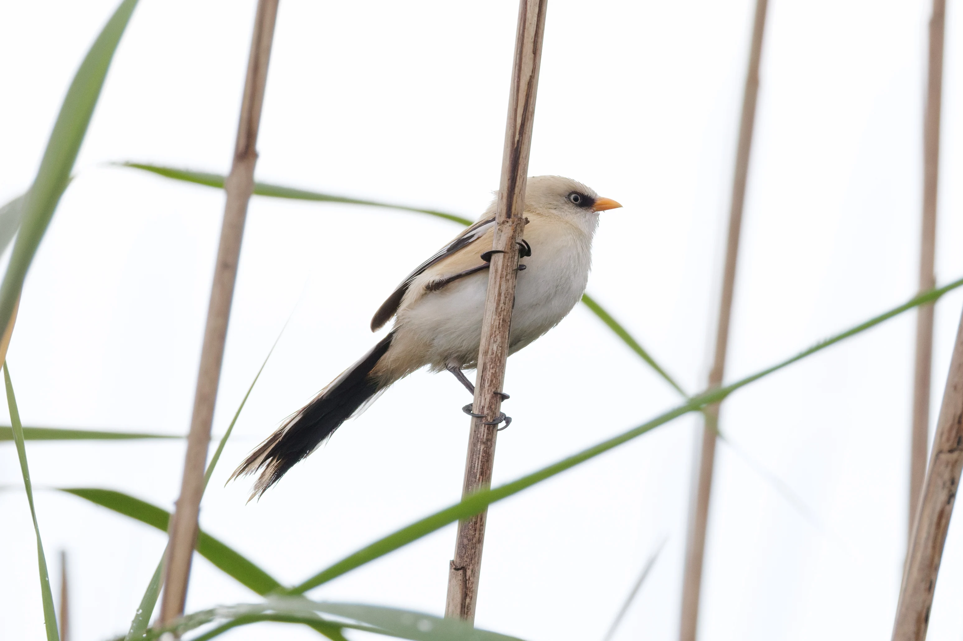 Bearded Reedling, Danube Delta, Romania — photo by Orlando Prugel-Bennett