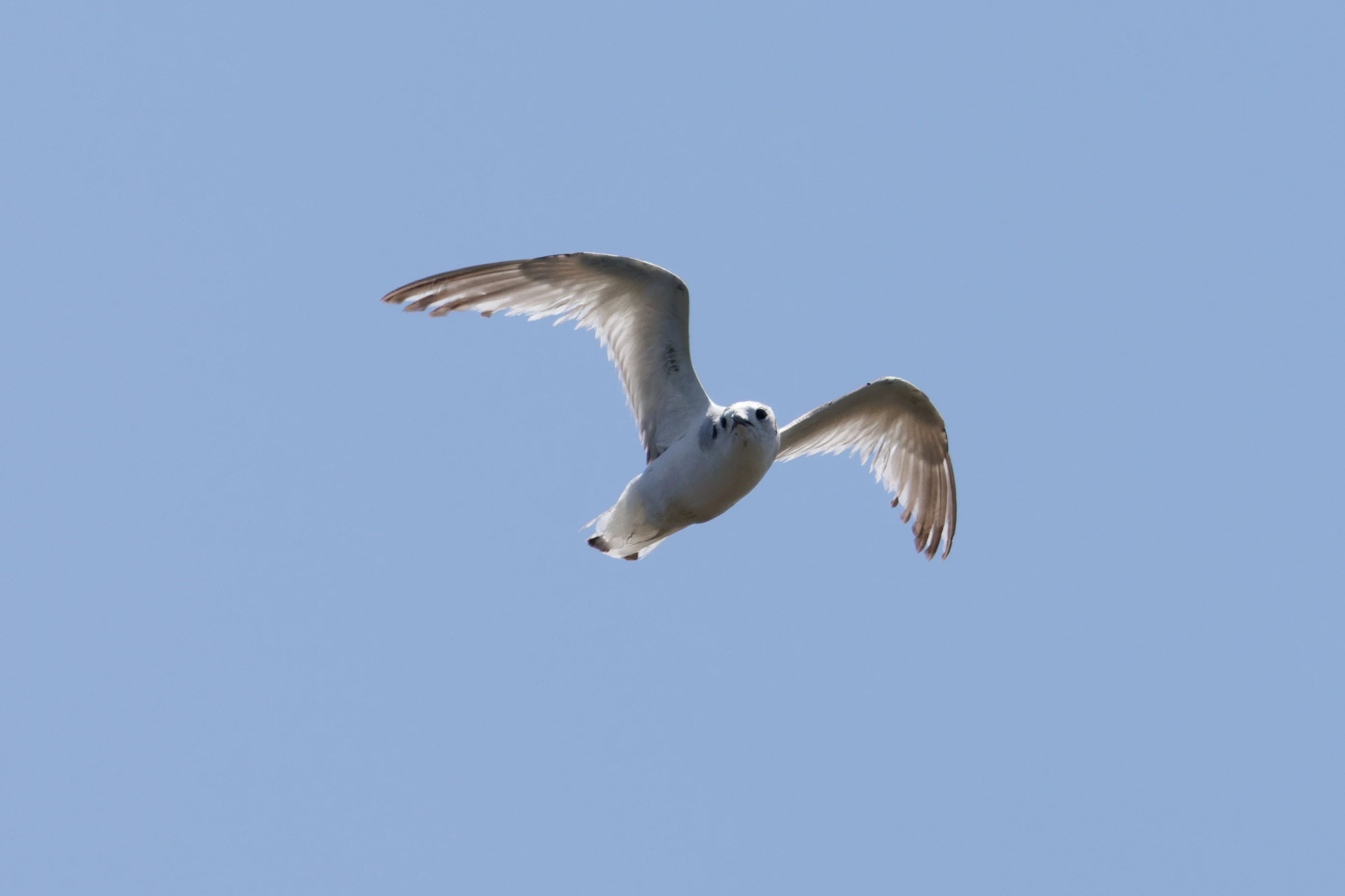 Little Gull, Romanian Steppe, Romania — photo by Orlando Prugel-Bennett