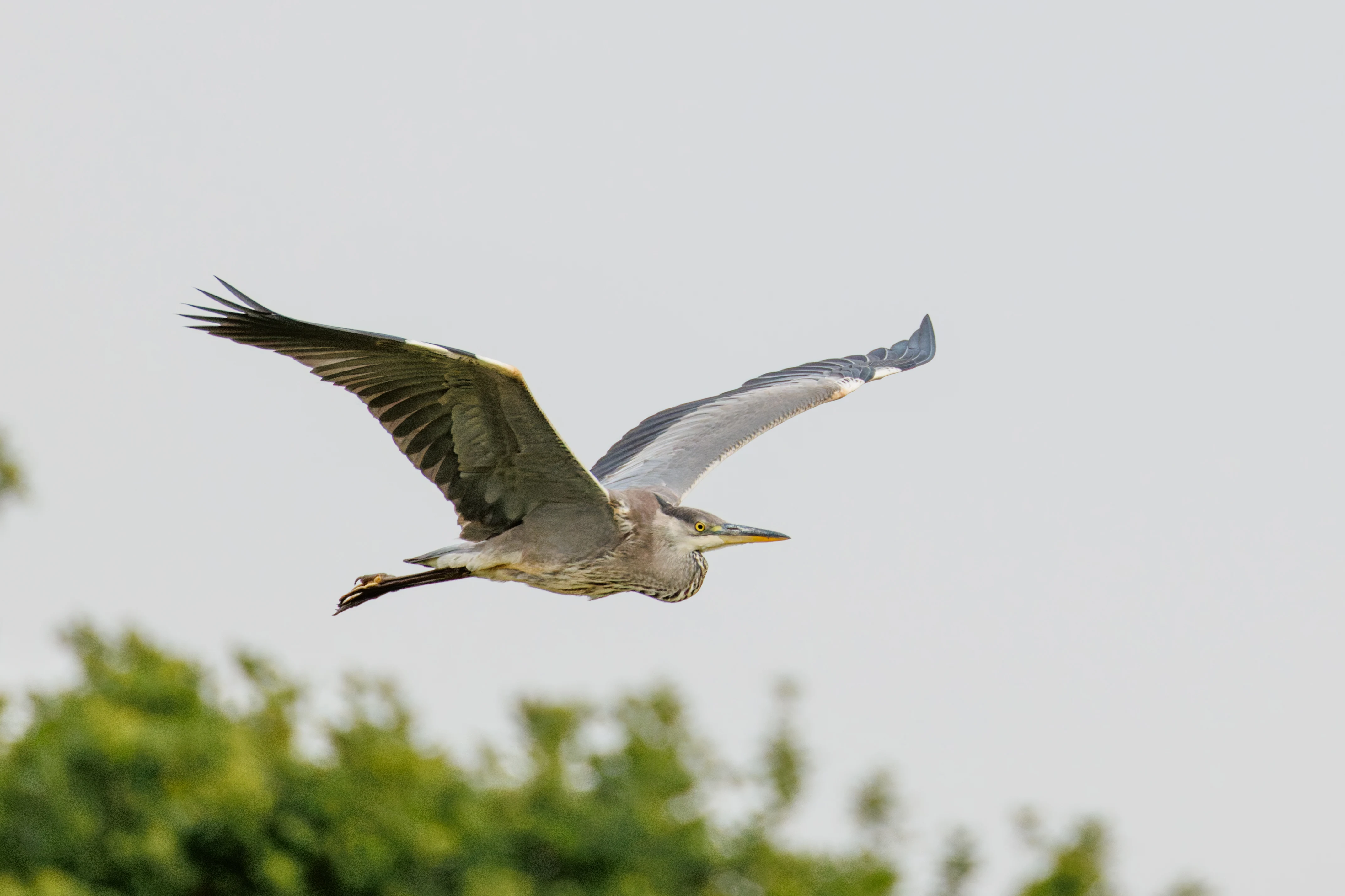 Grey Heron, Dogmersfield, Hampshire, UK — photo by Orlando Prugel-Bennett